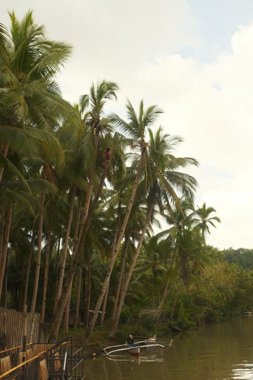 Free Serene river view featuring lush coconut trees in Loboc, Philippines. Stock Photo