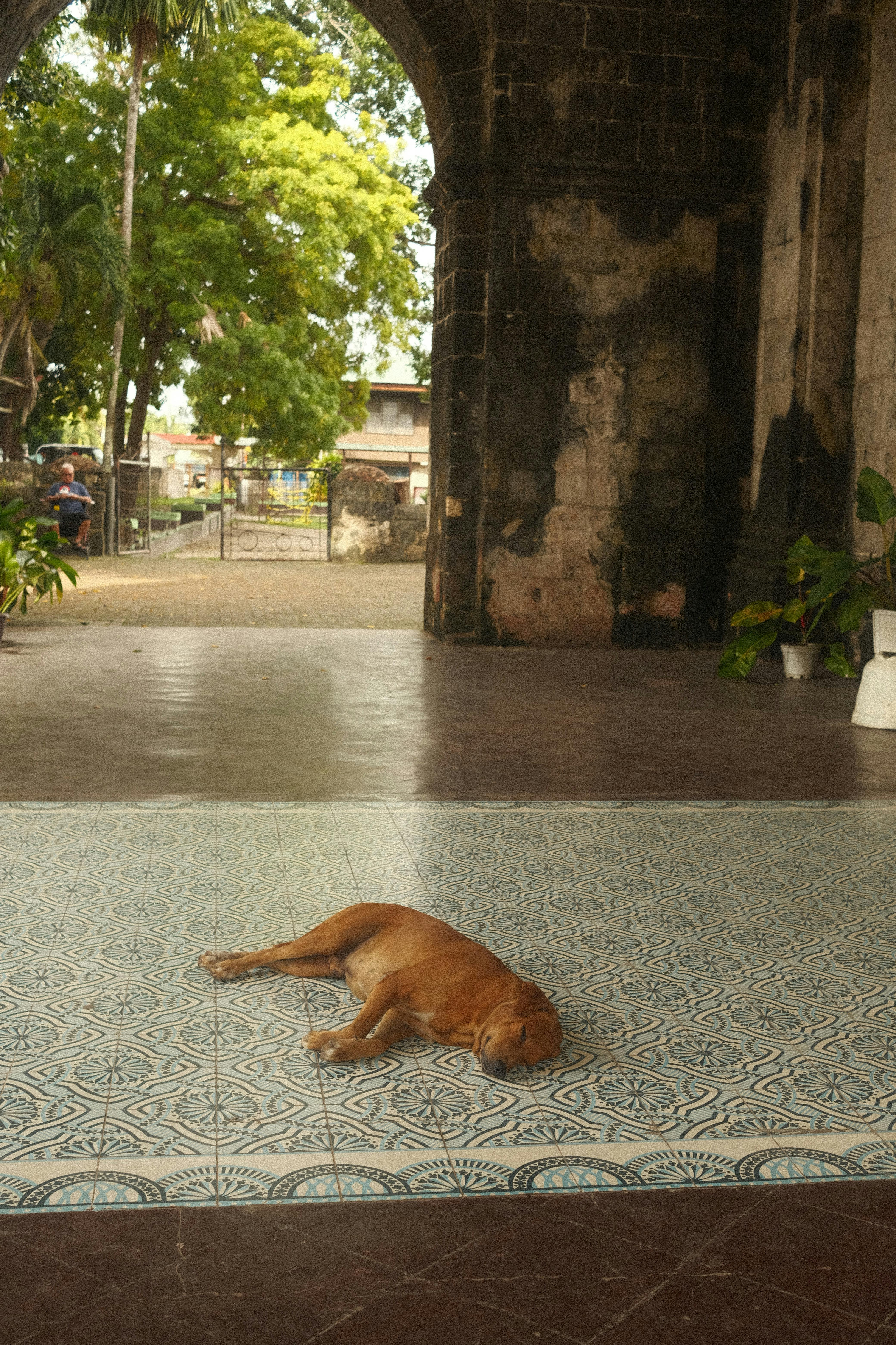 Gratis Immagine gratuita di 22, addormentato, albero Foto a disposizione