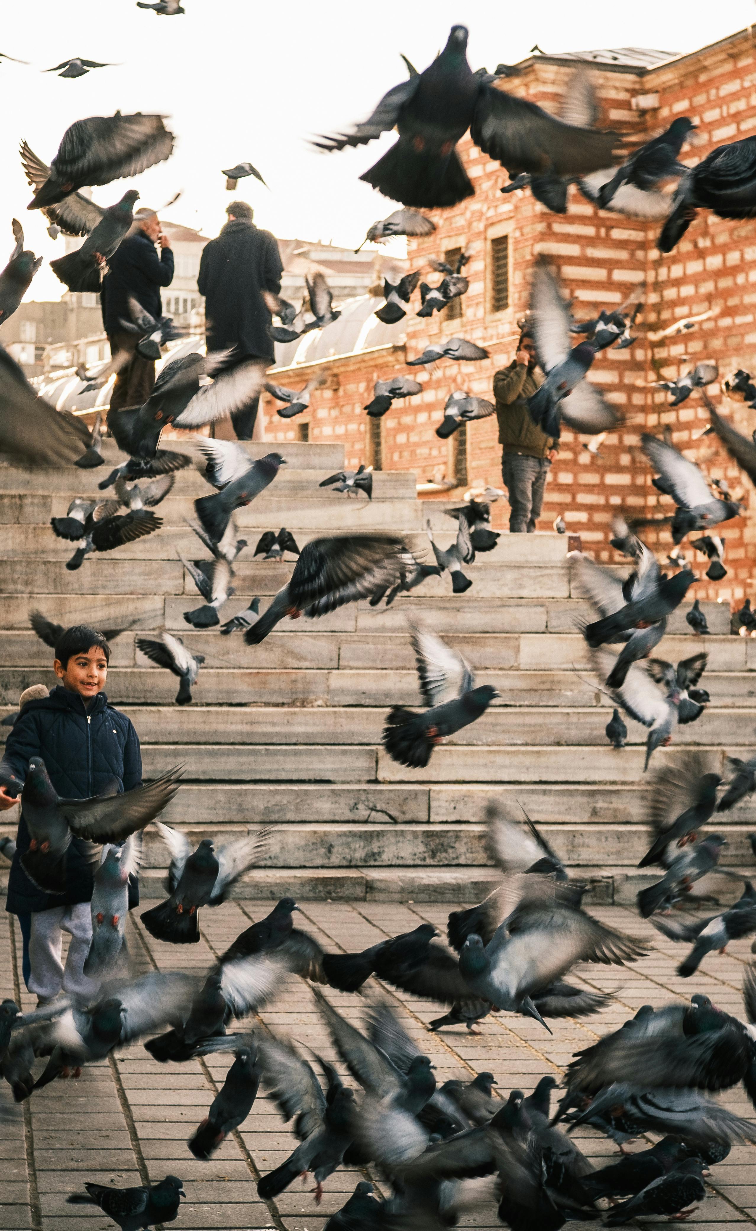 Gratis Un ragazzino osserva uno stormo di piccioni che volano intorno a una piazza cittadina con muri di mattoni e scalini di pietra. Foto a disposizione