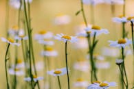 Field of Daisies in Bloom Captured Outdoors