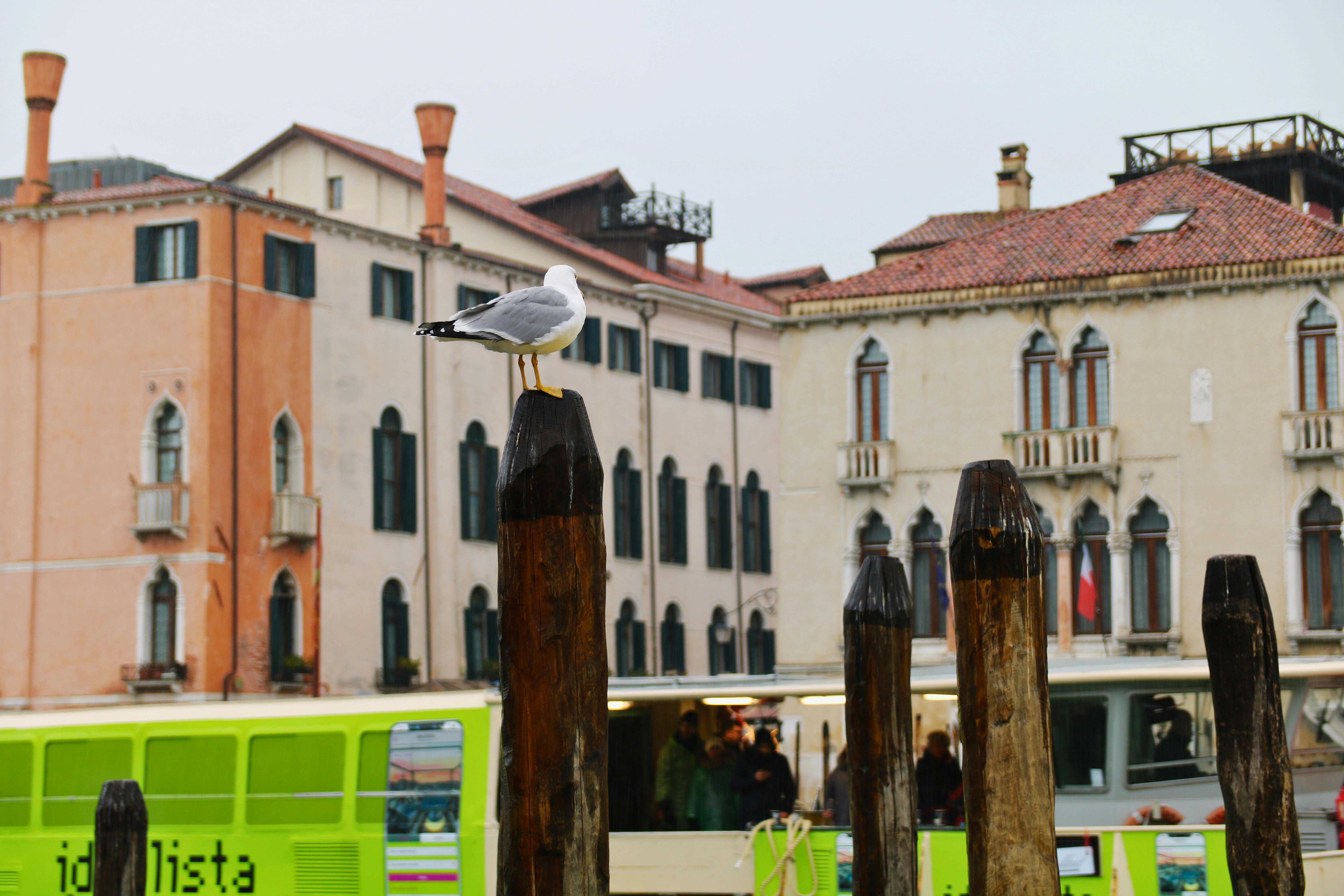 Long-term adaptation pathways for Venice and its lagoon under sea-level rise | Scientific Reports — Photo by Bruna Santos on 