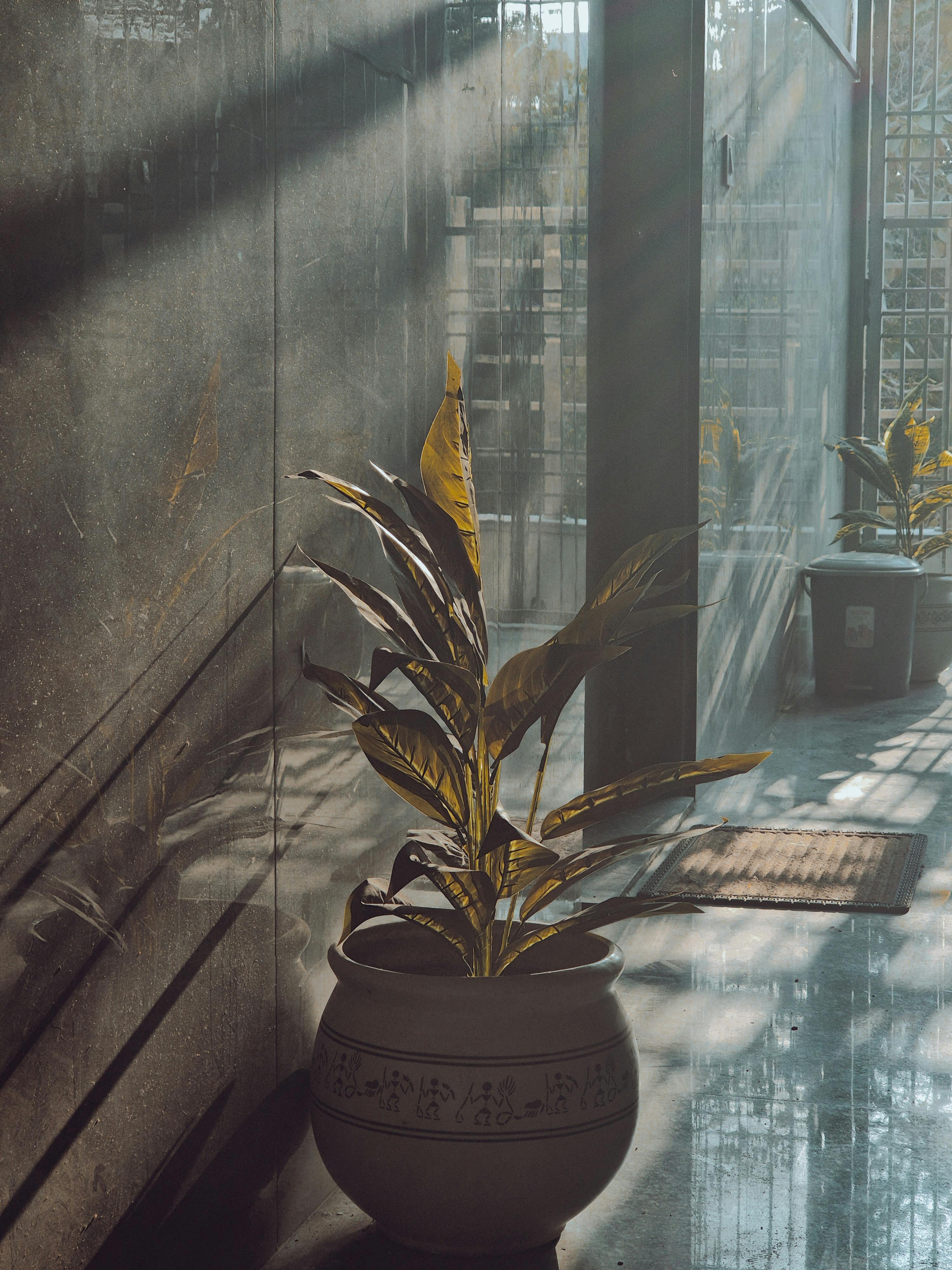 Kostnadsfria En krukväxt som solar sig i solstrålarna vid ett fönster och kastar mjuka skuggor inomhus. Stock foto