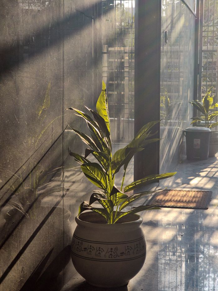 Planta ornamental en maceta de cerámica iluminada por luz suave junto a una ventana