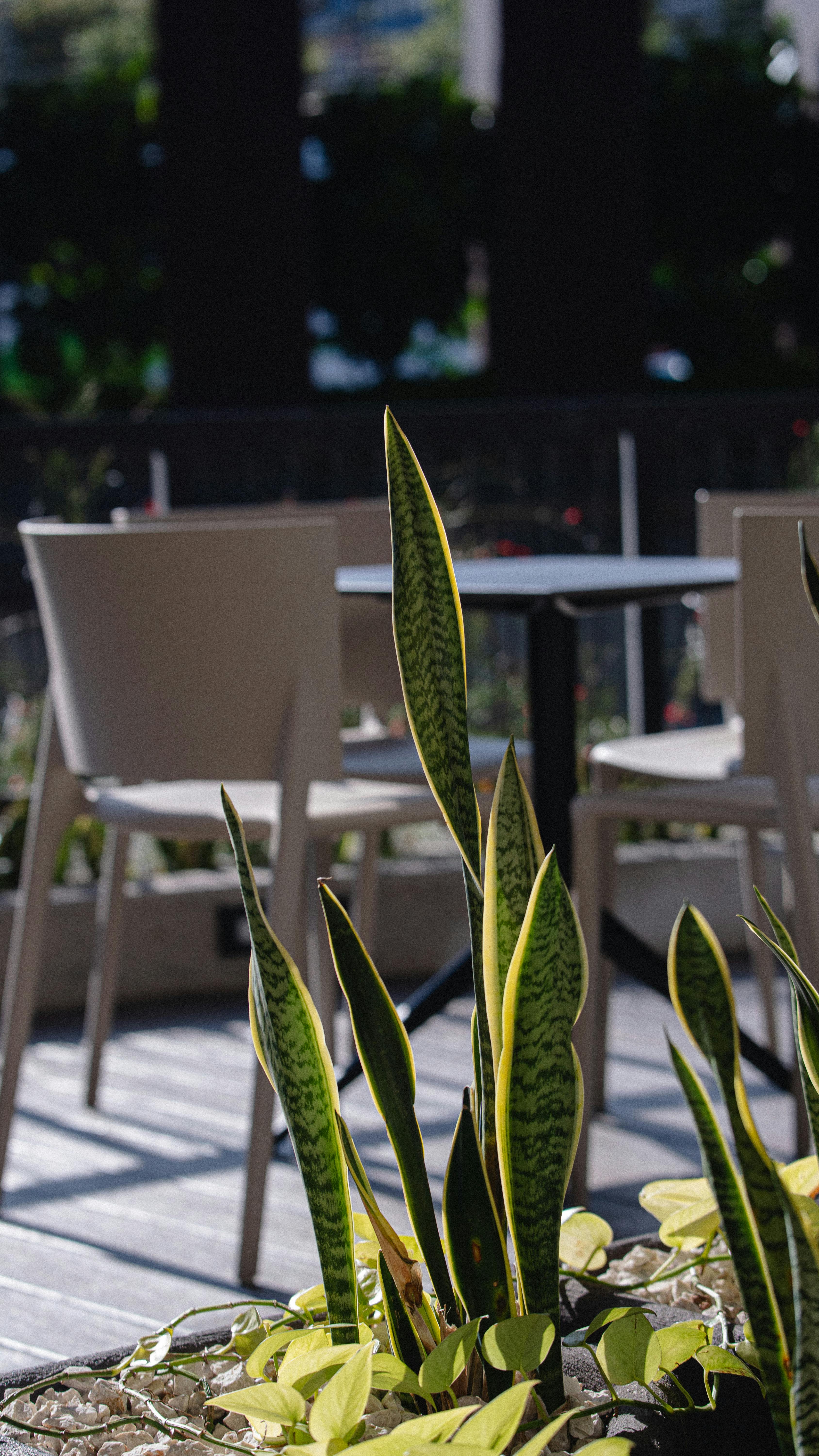 Gratis Tranquilla scena all'aperto in un patio con una pianta di sansevieria in vaso e sedie e tavoli sullo sfondo. Foto a disposizione
