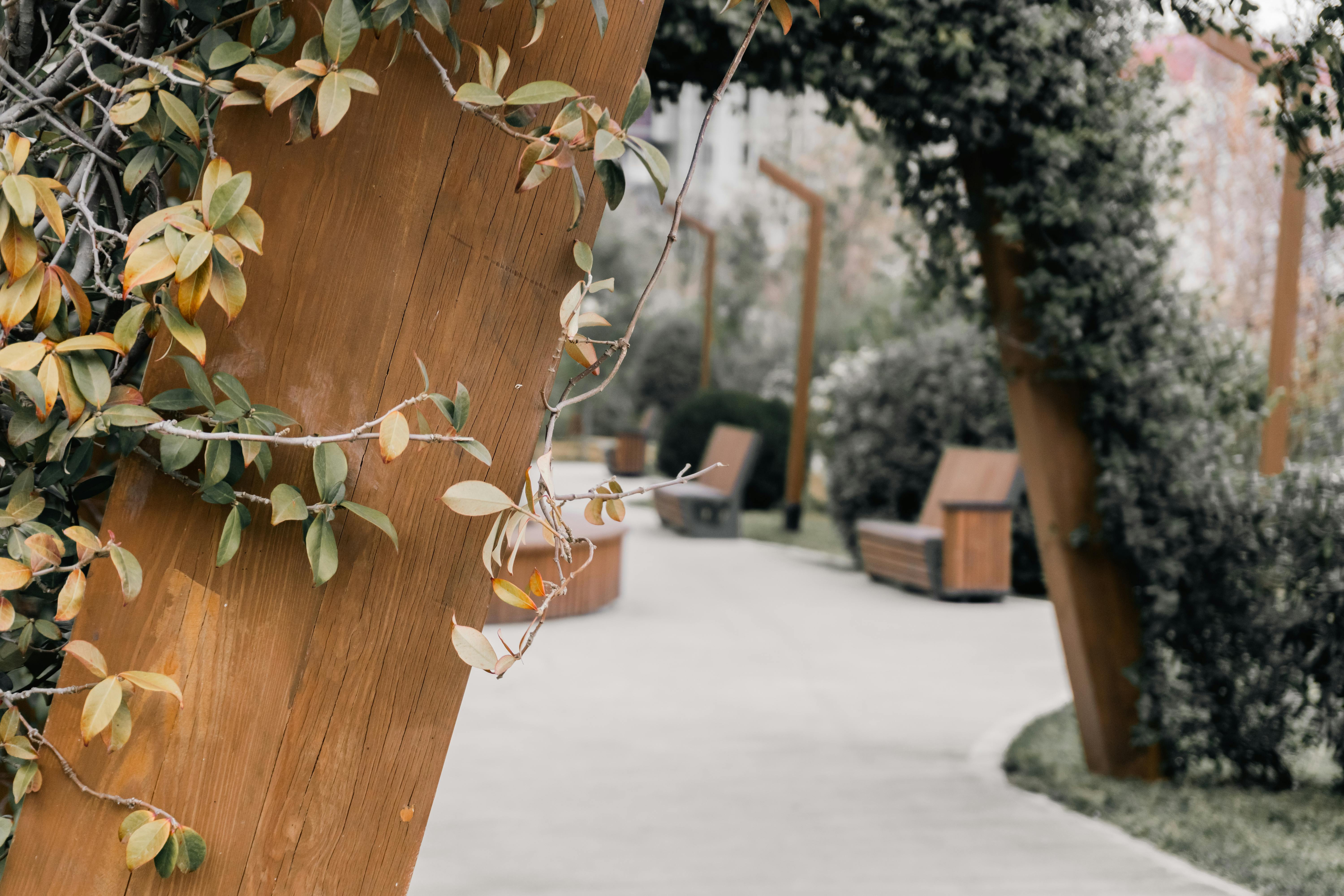 Ücretsiz Bakü'deki bir parkın manzarası; sakin bir yürüyüş yolunun kenarında yeşilliklerle süslenmiş ahşap bir kemer yer alıyor. Stok Fotoğraflar
