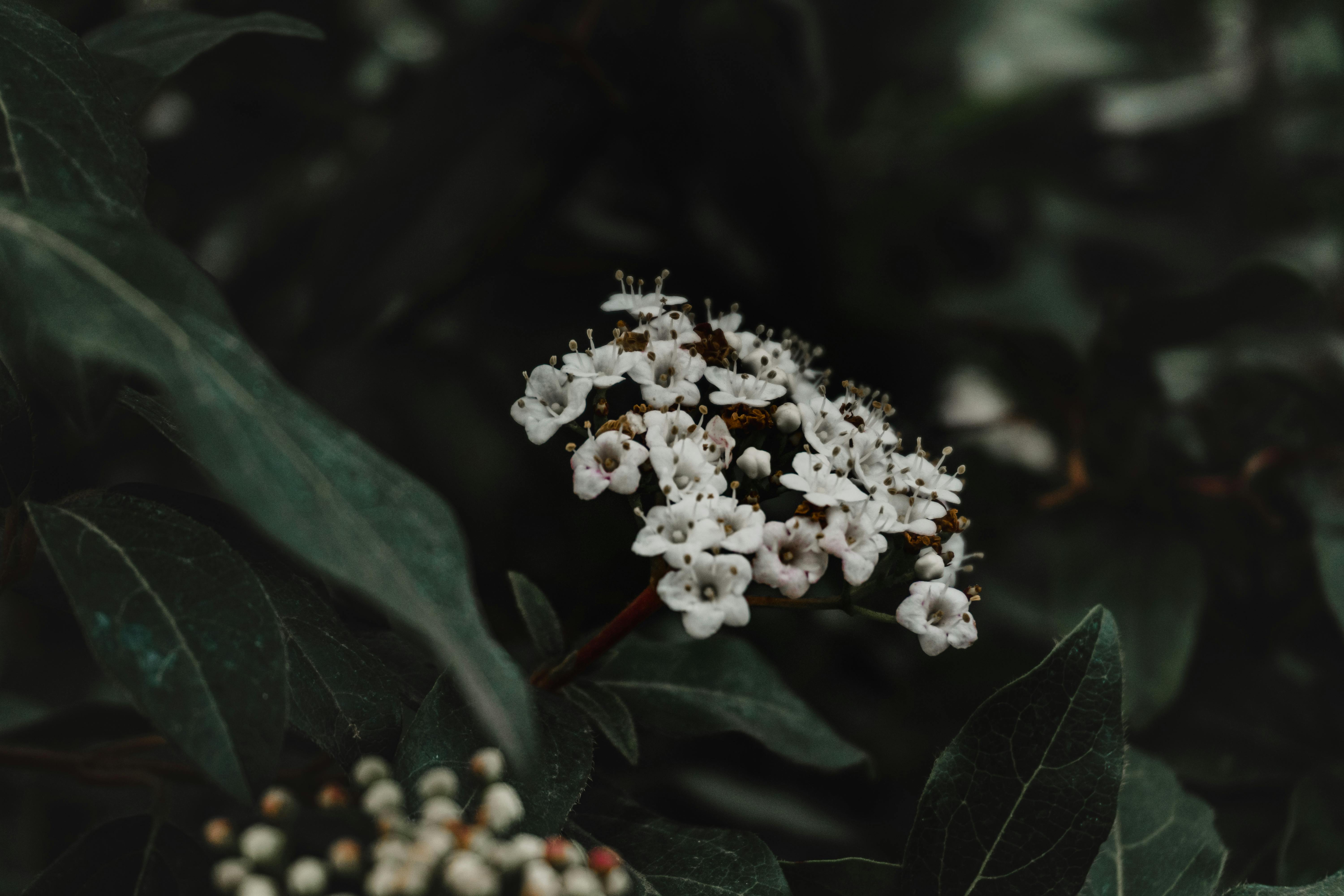 Gratis Un delicato primo piano di fiori bianchi di viburno circondati da foglie verde scuro, scattato in un giardino di Baku, in Azerbaigian. Foto a disposizione