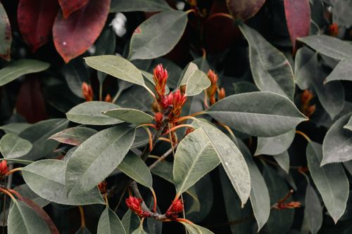 Free Close-up of vibrant red buds amidst lush green foliage, highlighting natural beauty. Stock Photo
