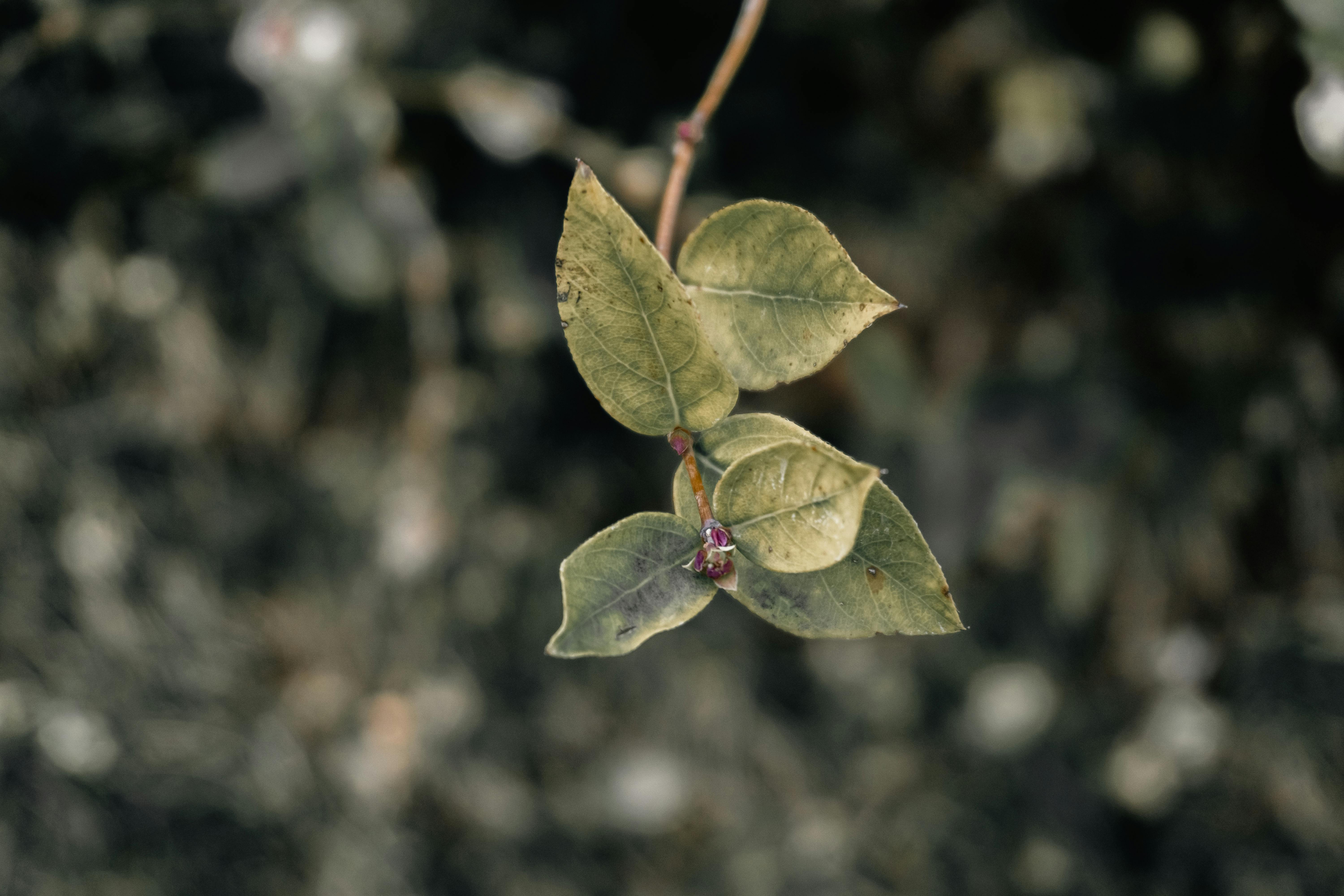 Gratis Immagine gratuita di @all'aperto, agricoltura, ambiente Foto a disposizione