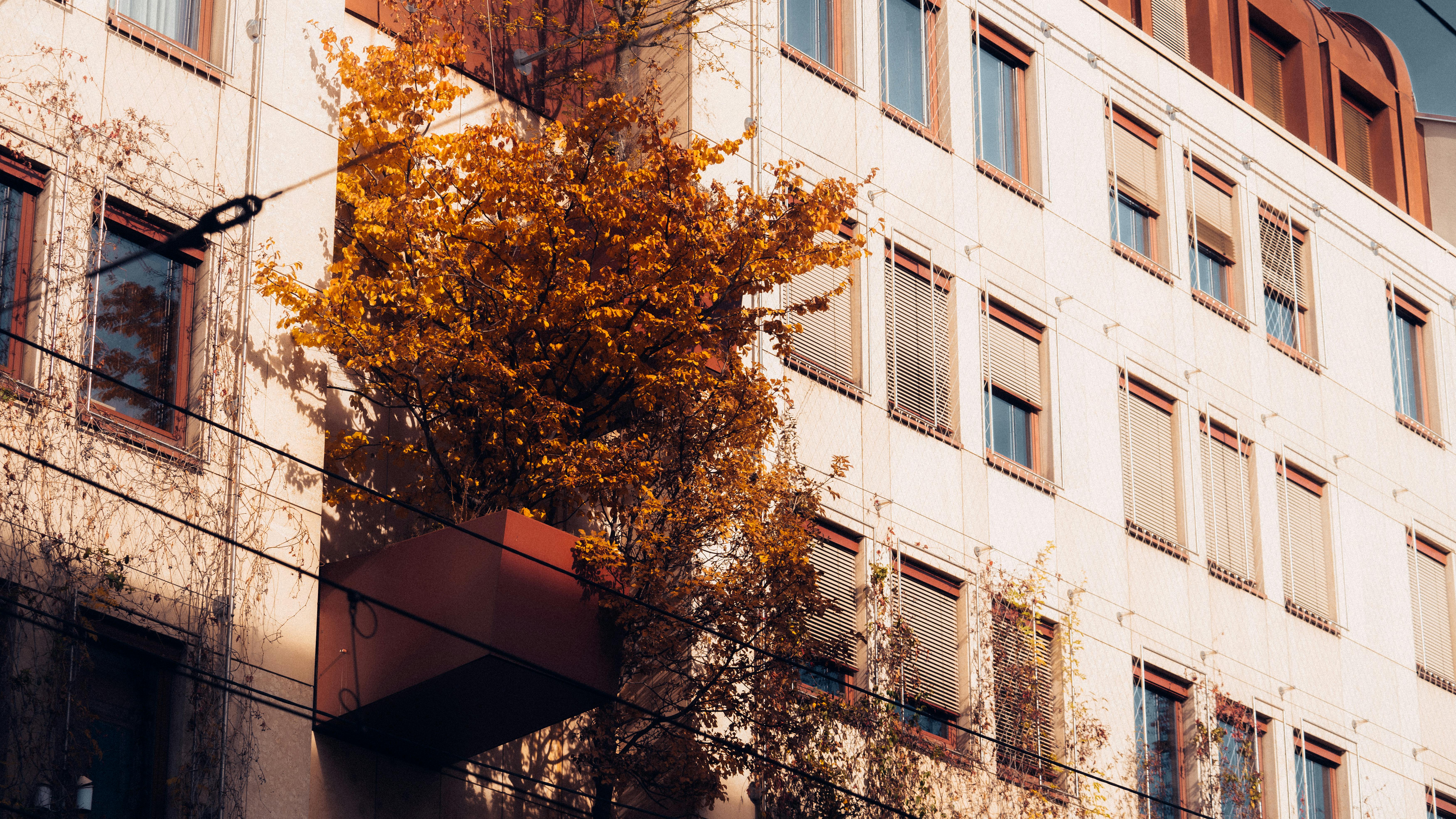 Gratis Immagine gratuita di @all'aperto, albero, albero urbano Foto a disposizione