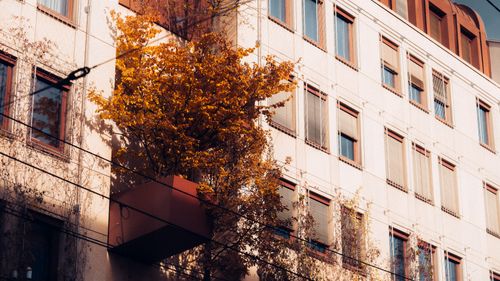 Free A vibrant autumn tree grows on the balcony of a city building, bathed in warm sunlight. Stock Photo