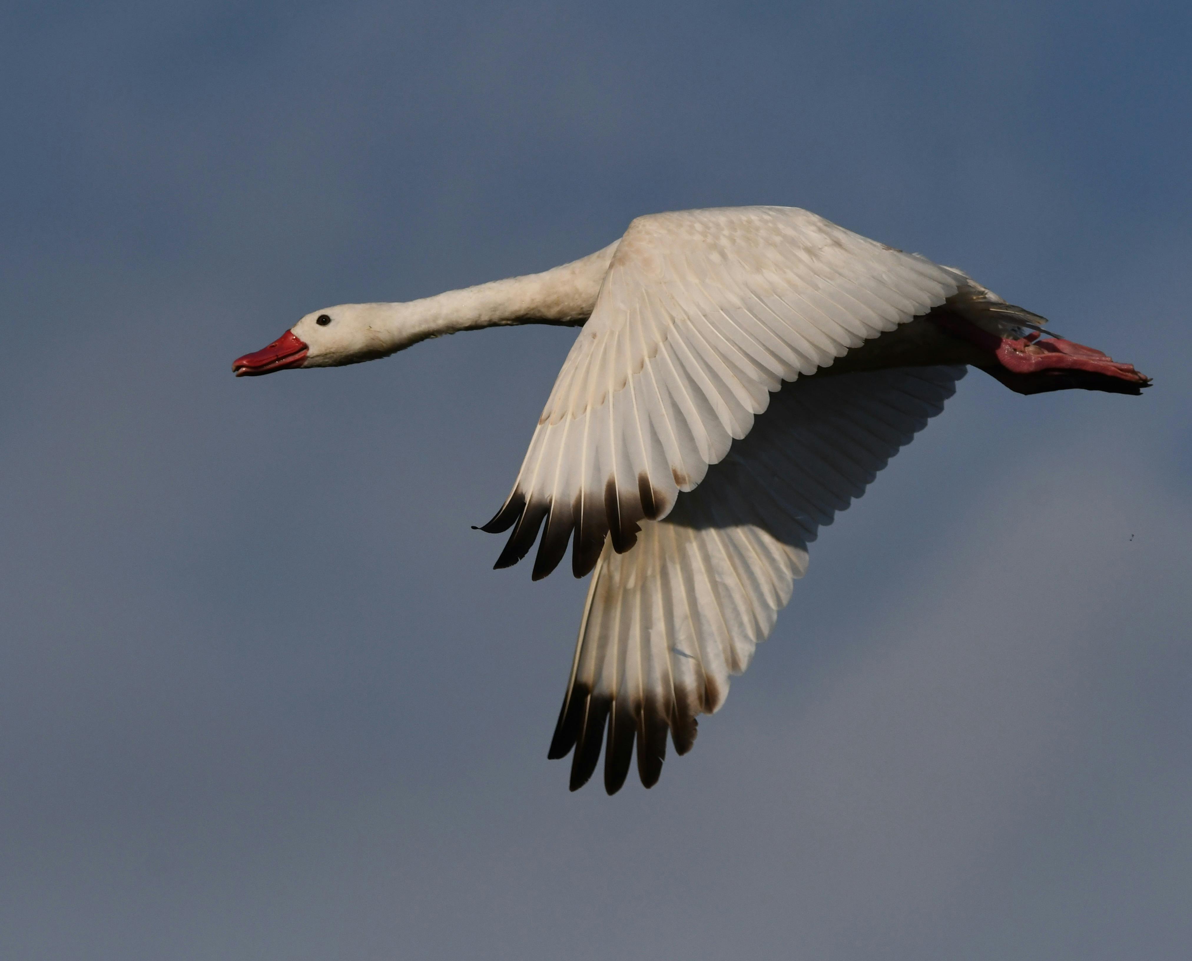 Gratis Una splendida immagine di un'oca delle nevi in ​​volo contro un cielo limpido, catturata con precisione. Foto a disposizione