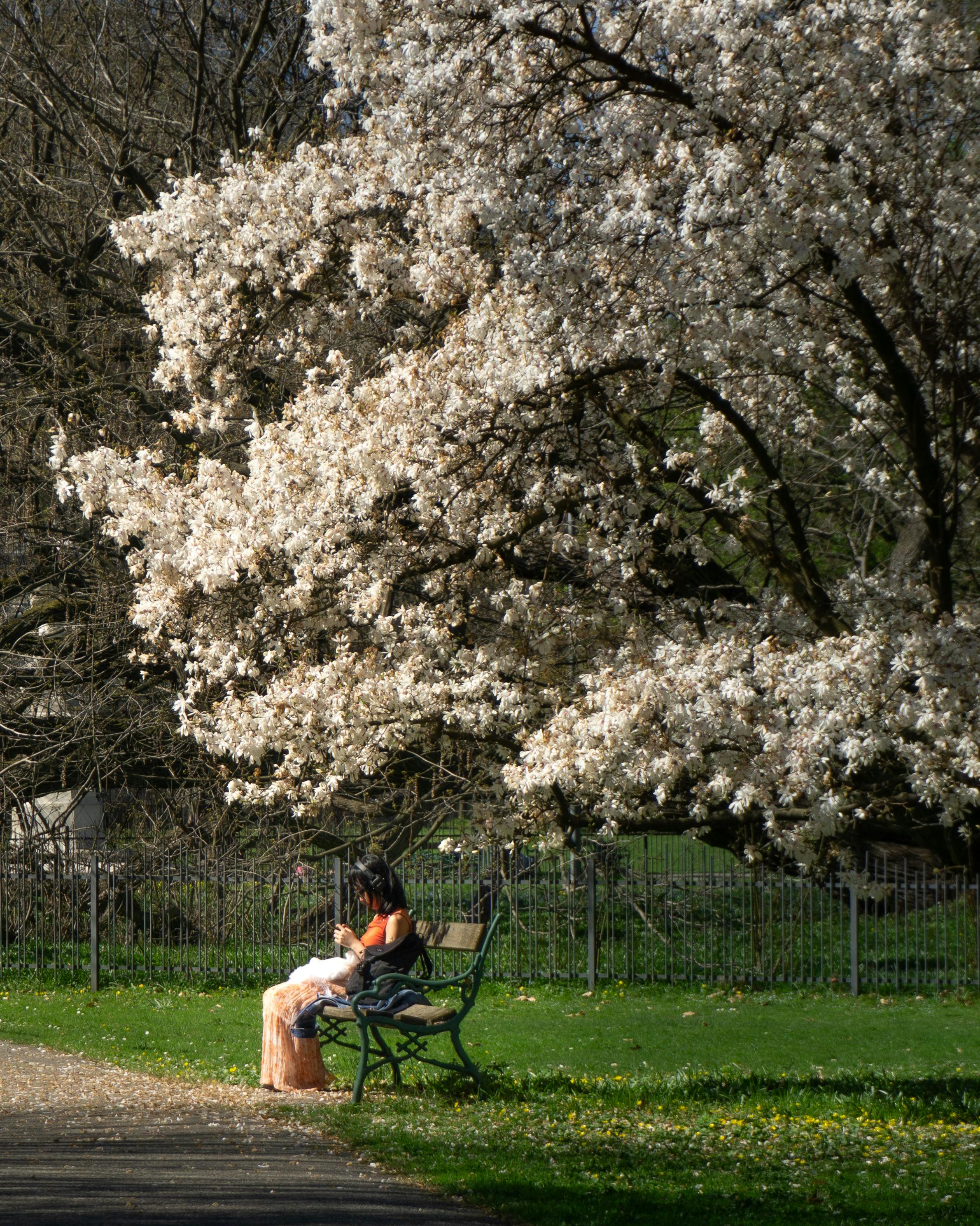 Ücretsiz Bahar mevsiminde bir parkta, açmış kiraz ağaçlarının altında oturan bir kadının huzurlu bir anı. Stok Fotoğraflar