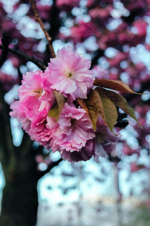 Free Vibrant pink cherry blossoms on a branch, capturing spring's beauty and vitality. Stock Photo
