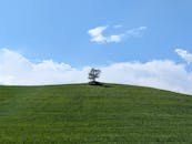 Lone Tree on Verdant Hill Under Blue Sky