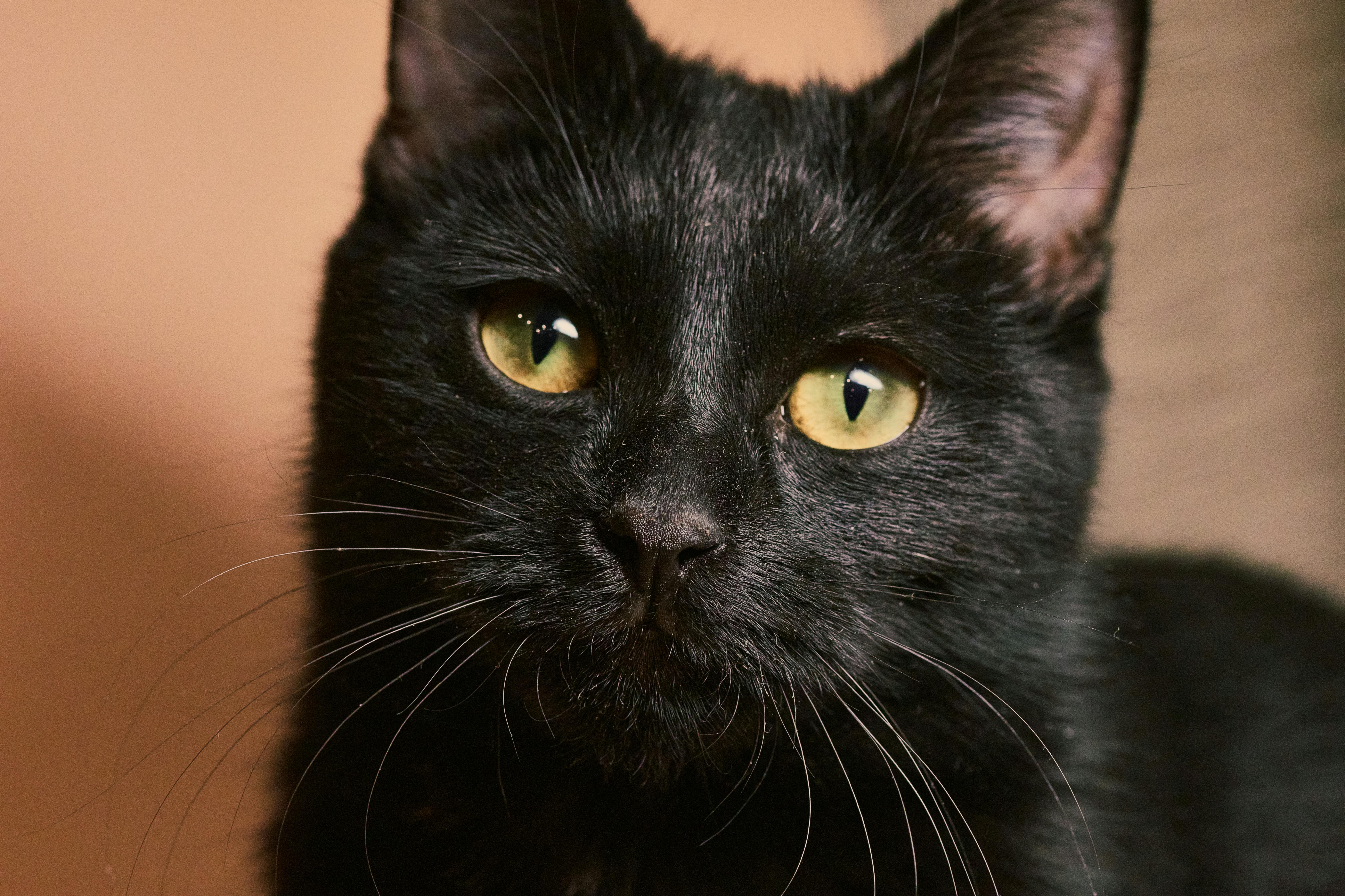 pet care, pet health, pet safety, pet grooming — Photo by Primitive Spaces on Pexels