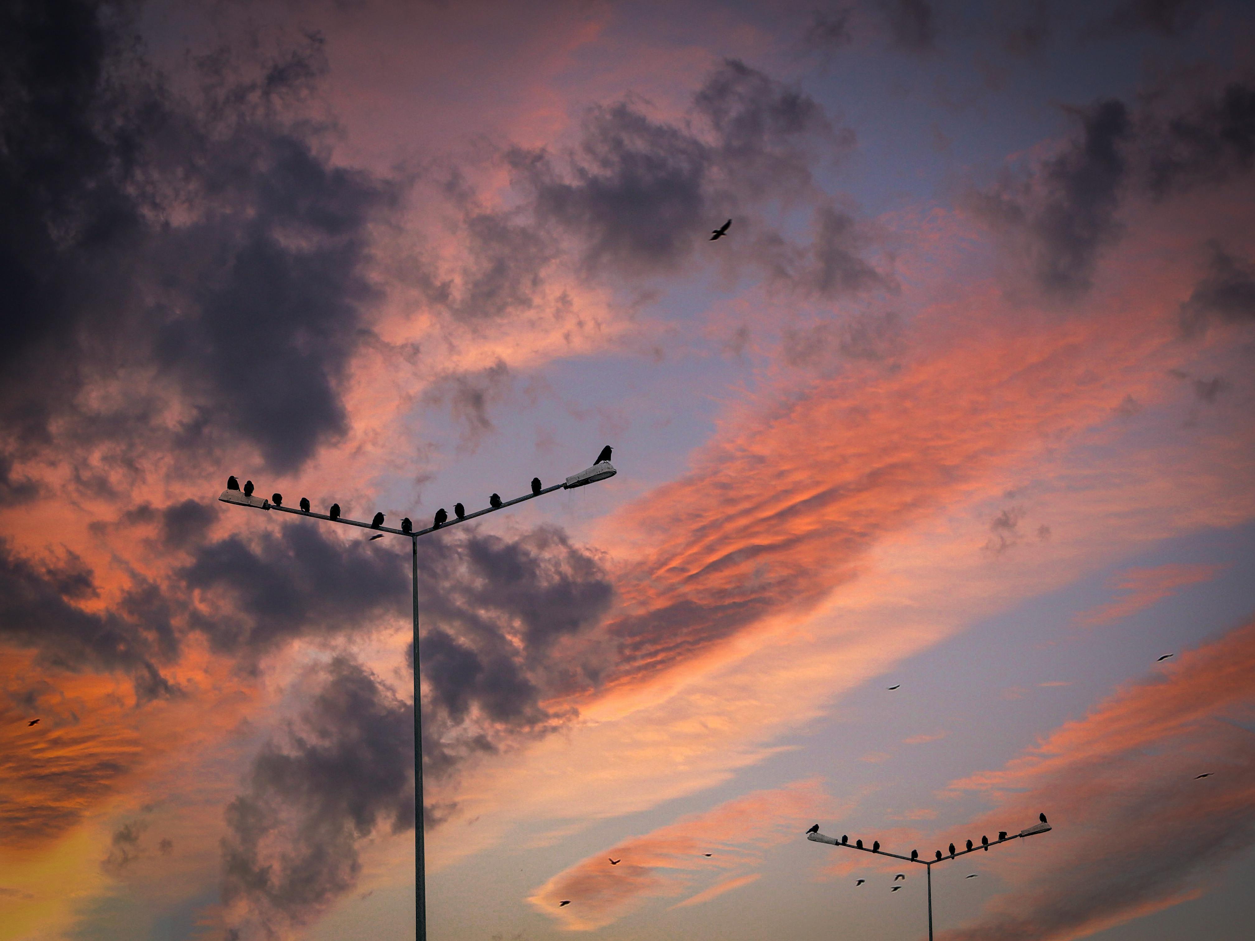 Gratuit Siluetă de păsări pe stâlpi de iluminat pe fundalul unui apus vibrant în Ağrı, Turcia. Fotografie de stoc