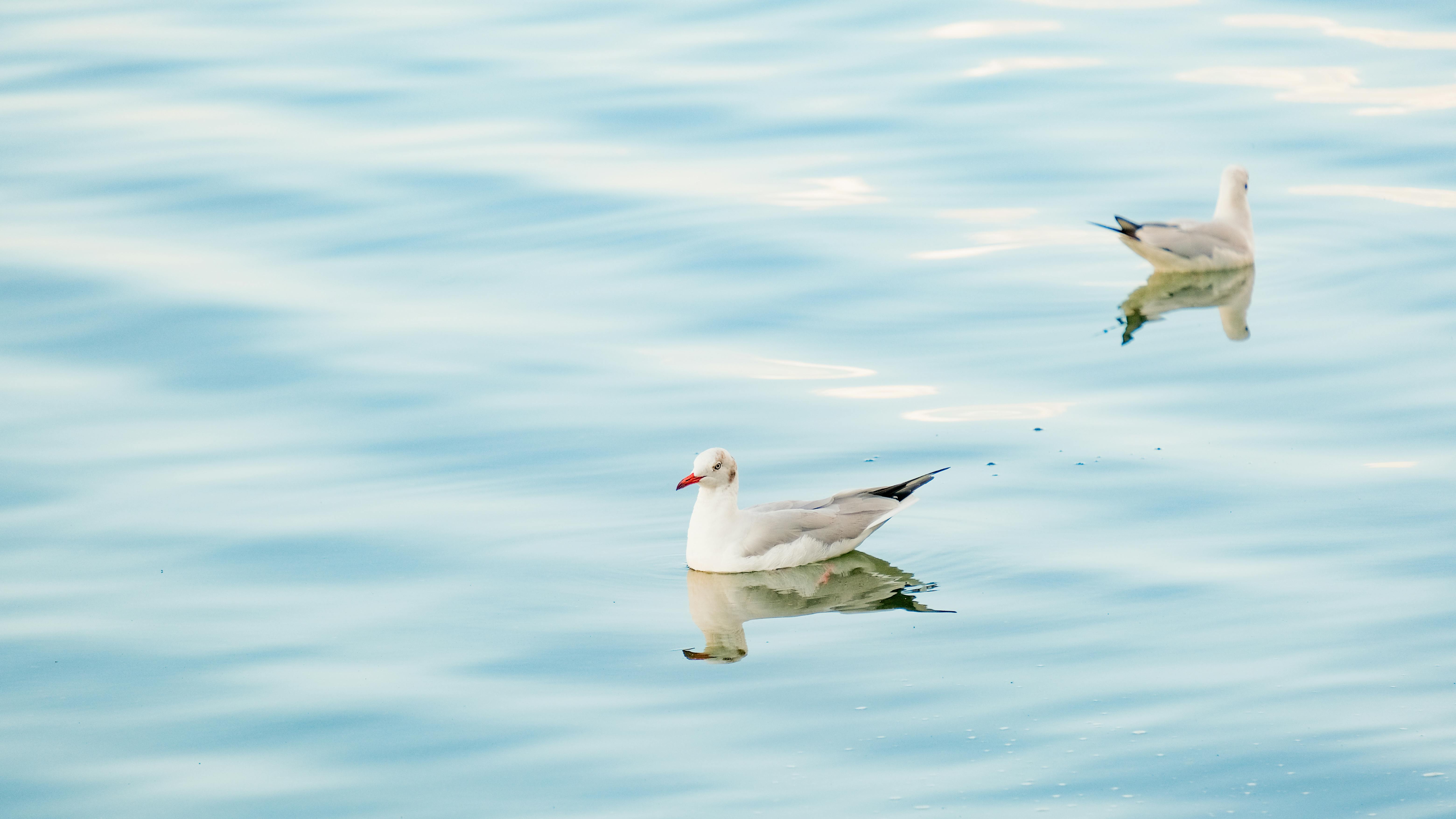 無料 中国大理市洱海湖の静かなカモメ 写真素材