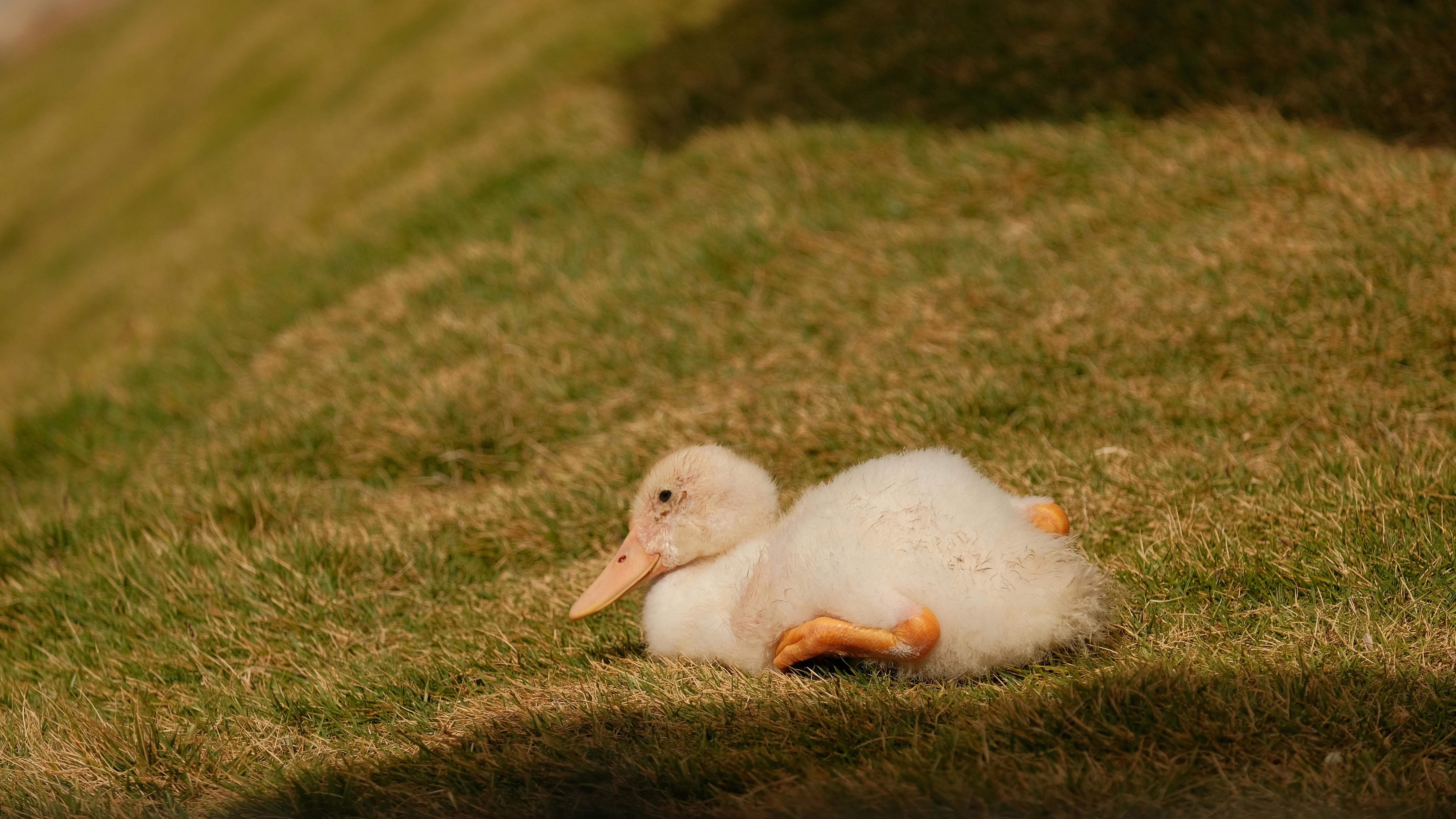 Gratis Un adorabile anatroccolo giace su un pendio erboso a Dali, in Cina, sotto una luce soffusa, godendosi un momento di pace all'aria aperta. Foto a disposizione