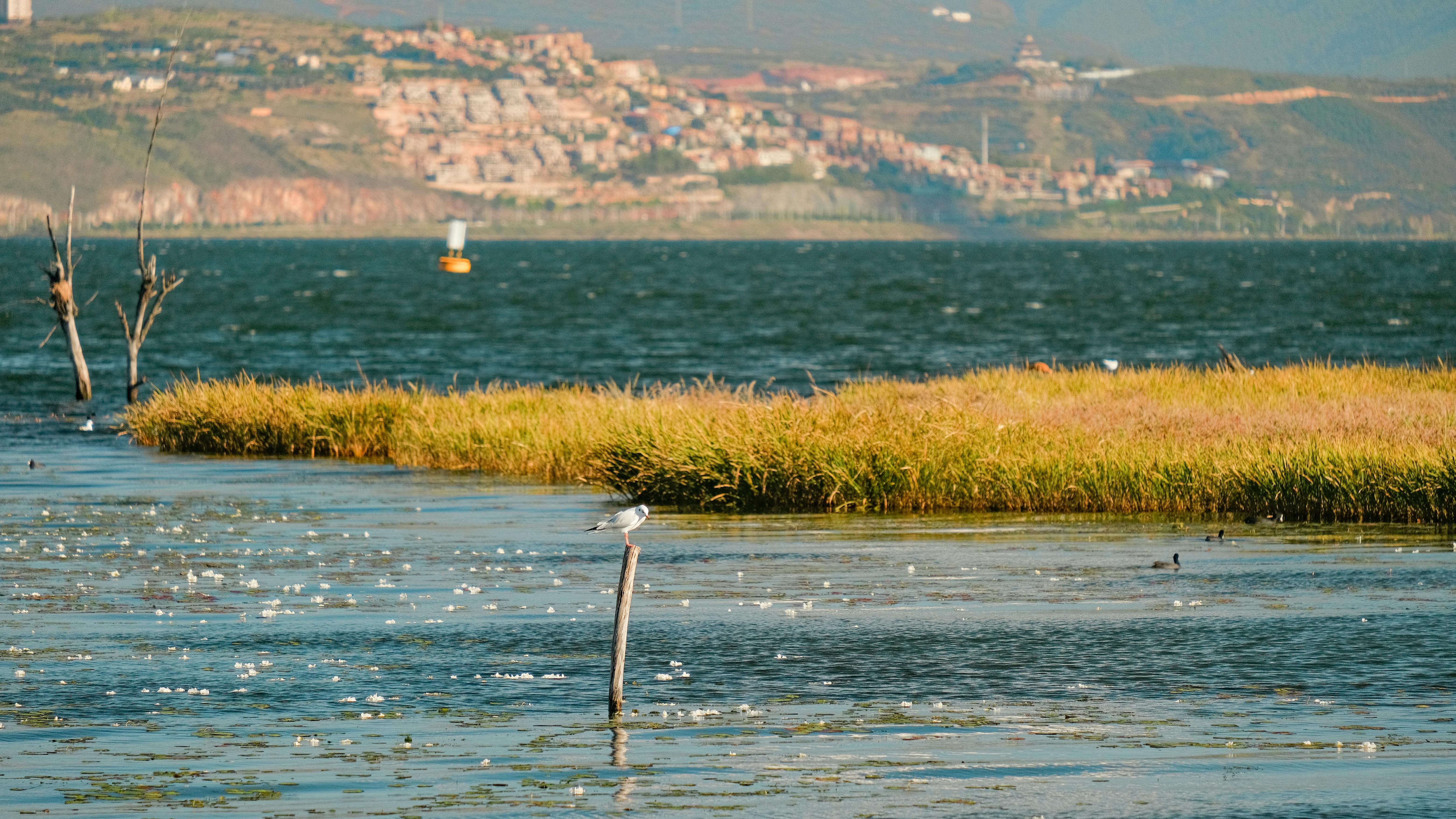Gratuit Scène paisible d'un oiseau perché sur un poteau au bord de l'eau, avec le paysage urbain de Dali, en Chine, en arrière-plan. Photos