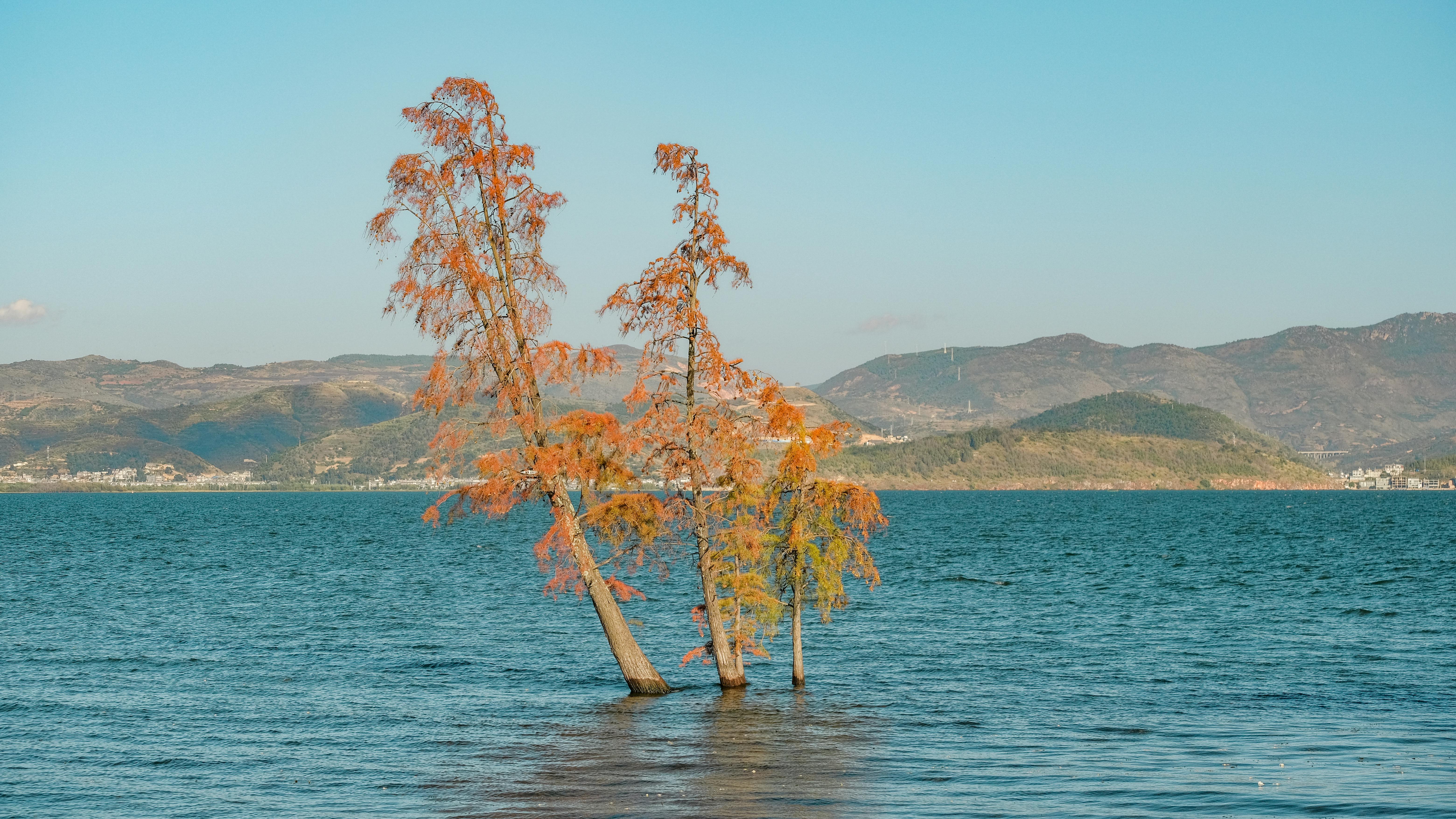 Gratis Cipressi dai vivaci colori autunnali si ergono nelle acque tranquille del lago Erhai a Dali, in Cina. Foto a disposizione
