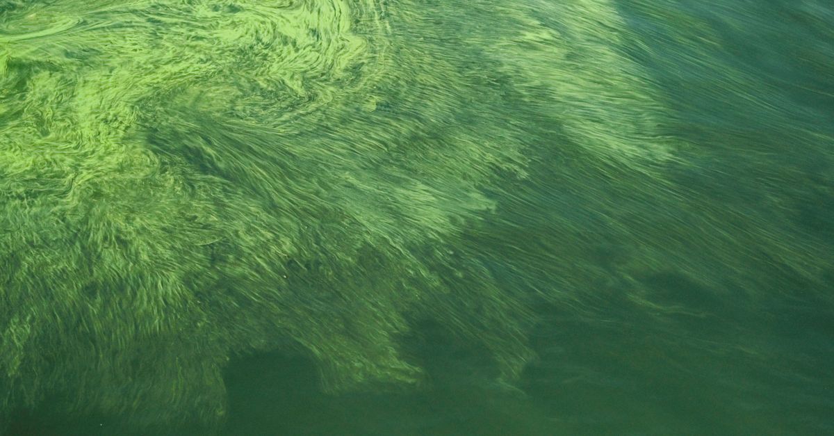 A striking aerial image showcasing green algal blooms on a water surface in Dali, China. - Evidence evidence guide for algal oil triglycerides meta-analysis