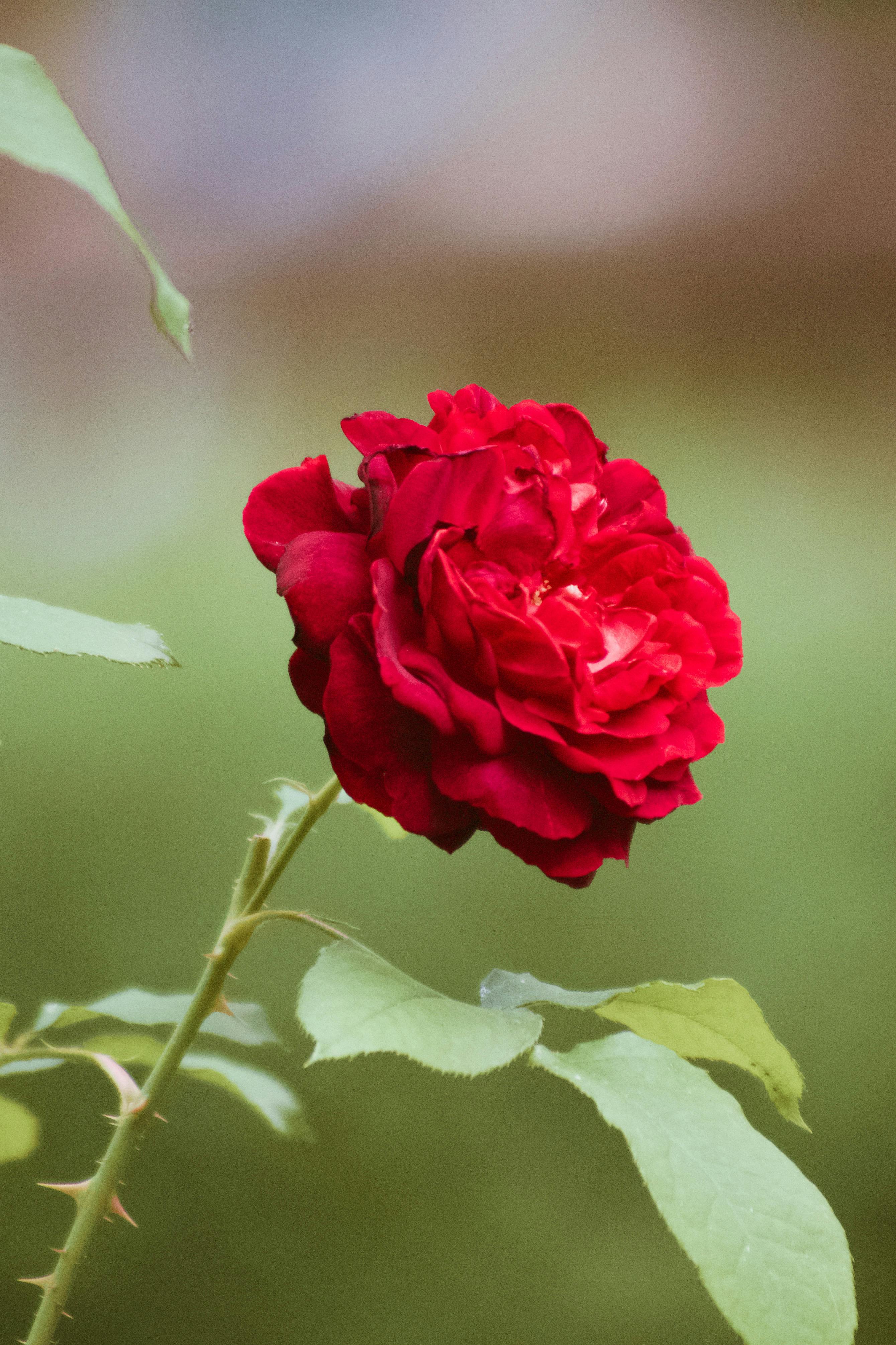 Gratis Immagine gratuita di amanti della natura, amants de plantes, arbusto Foto a disposizione