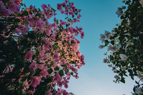 Pink Flowers Under Blue Sky