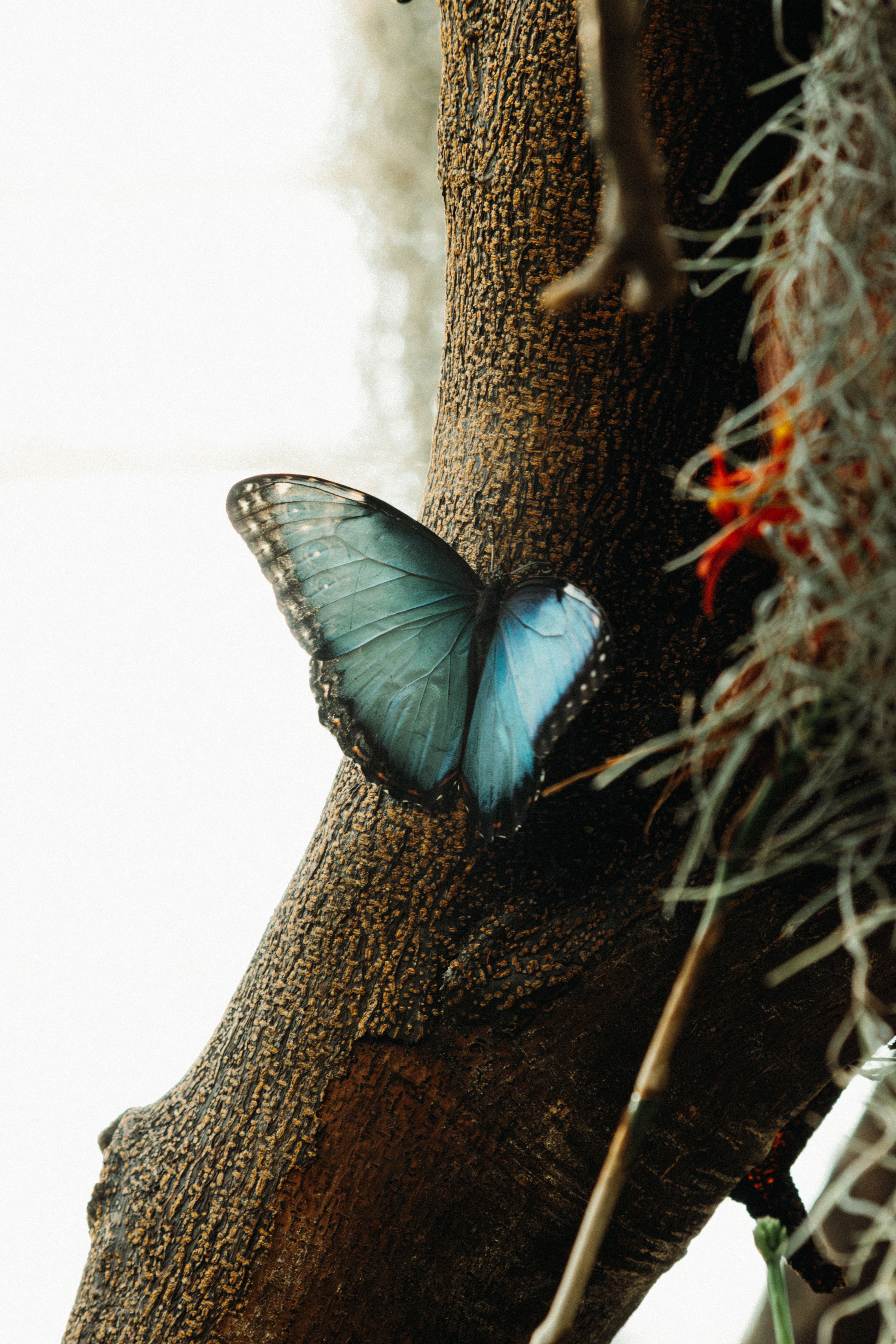 A delicate blue butterfly perched on a tree branch amidst natural surroundings.