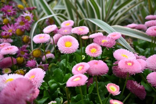 Vibrant pink Bellis perennis flowers in full bloom captured outdoors, showcasing natural beauty.