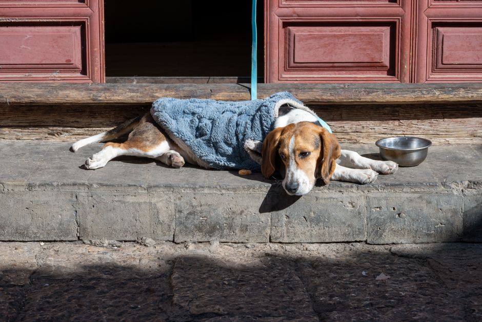 A beagle wearing a warm sweater lies on stone steps, enjoying the sunlight.