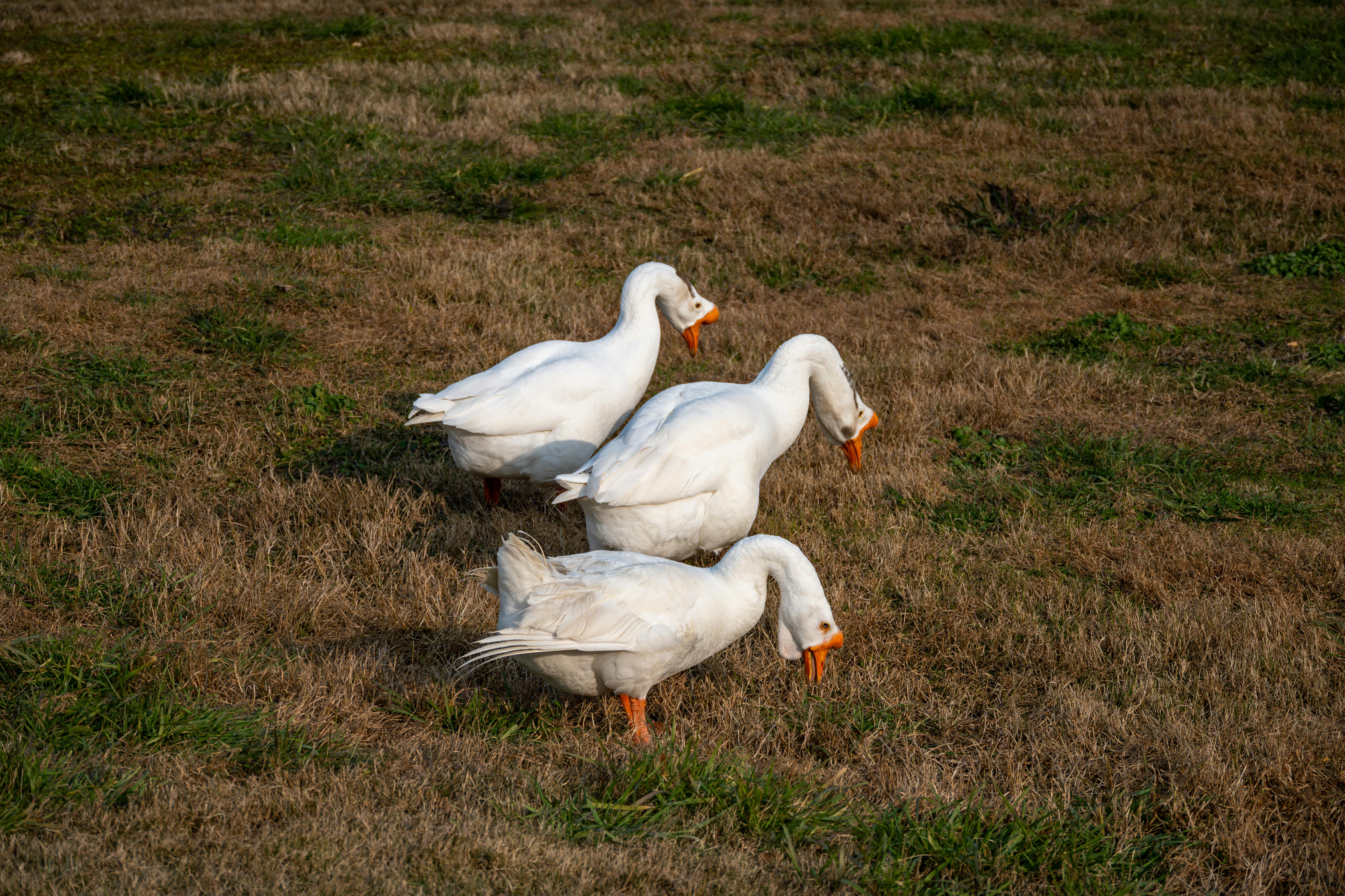 Kostnadsfria Fyra vita gäss betar på frodigt gräs i en naturlig utomhusmiljö och visar upp vilda djurs beteende. Stock foto