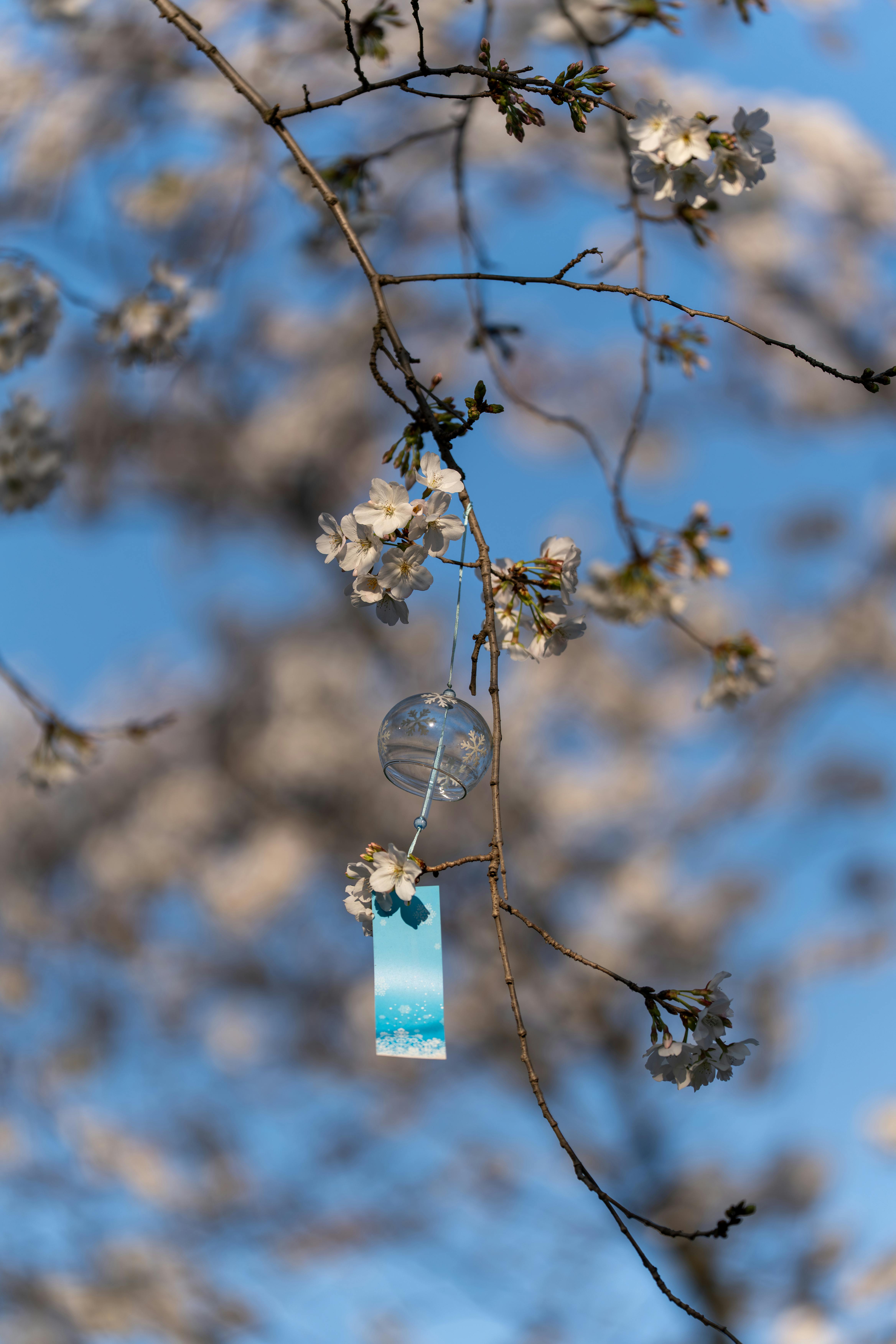 grátis Um delicado ramo de cerejeira em flor com um sino de vento japonês contra um céu azul claro. Foto profissional