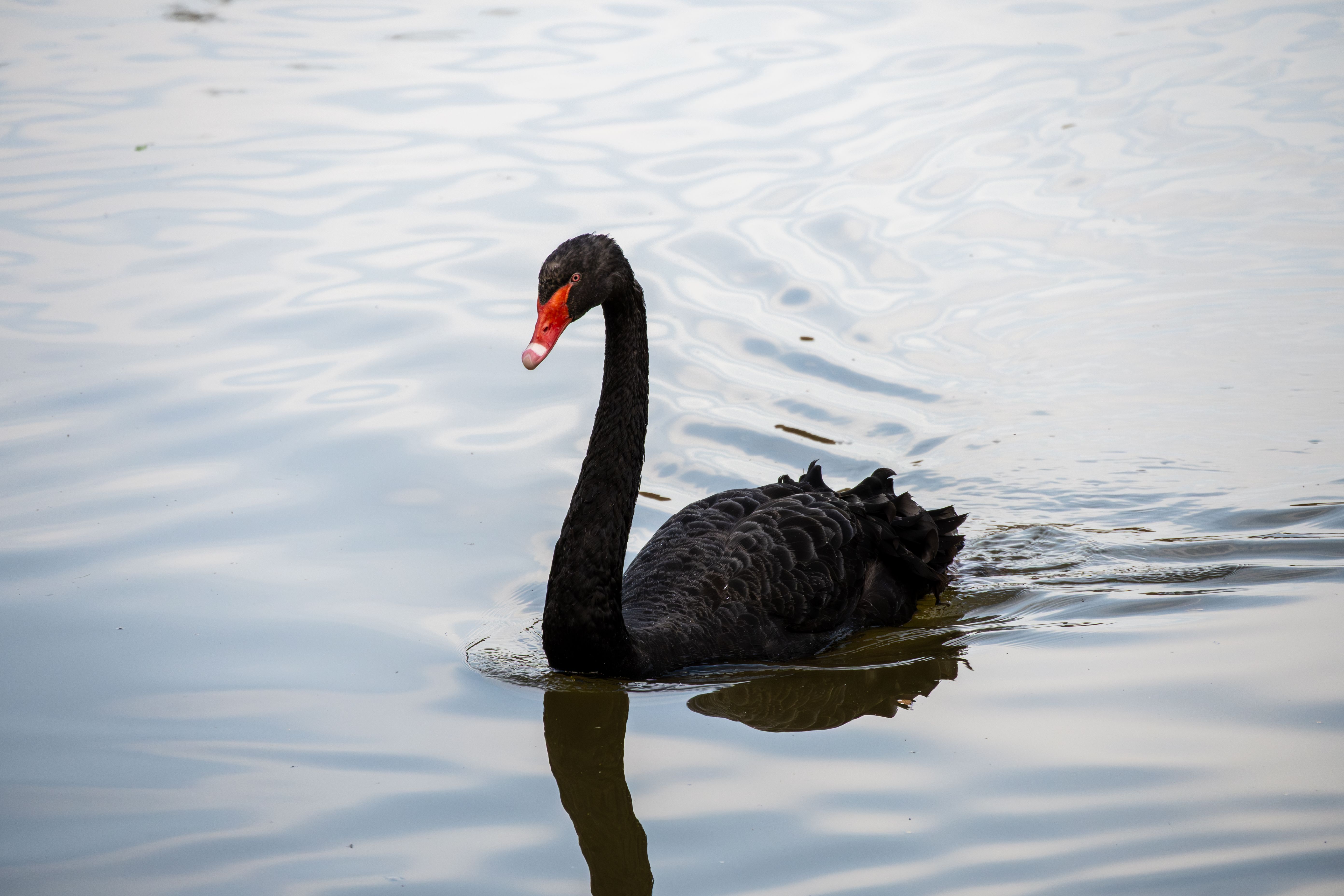 A majestic black swan gracefully swimming on a calm lake, showcasing natural beauty.