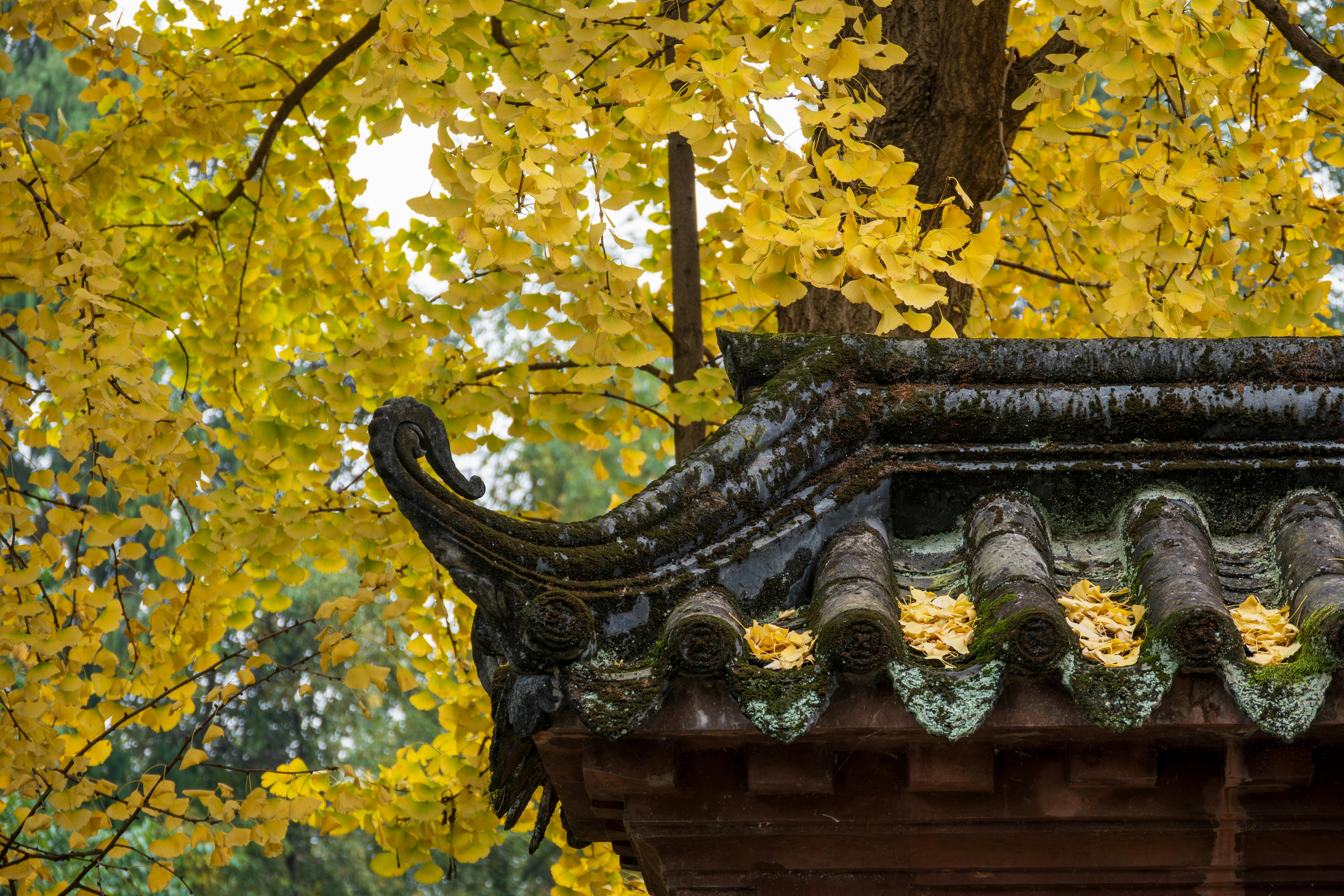 Gratis Primo piano di un tetto tradizionale circondato da vivaci foglie gialle di ginkgo in autunno. Foto a disposizione