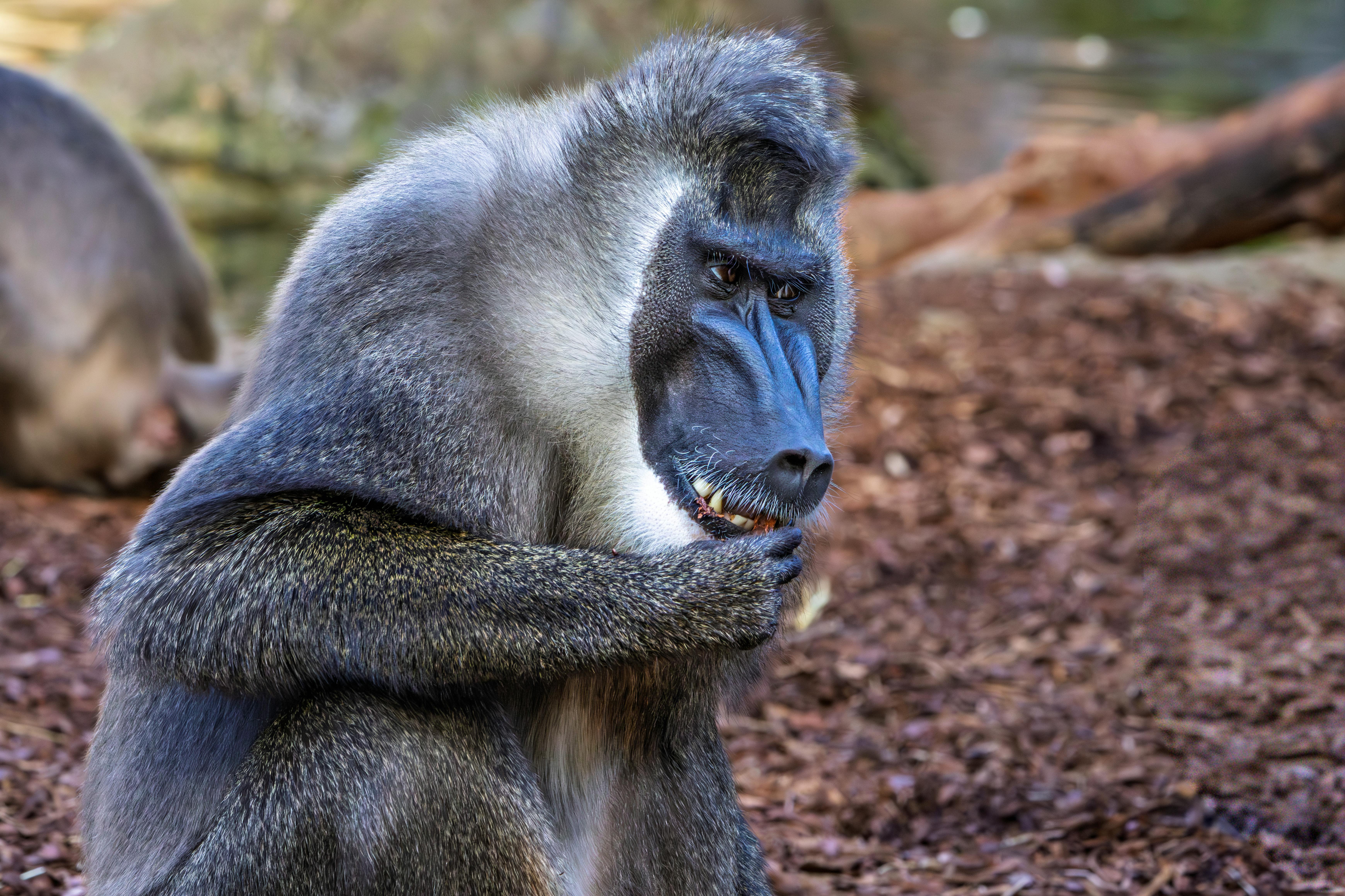Mandrill Troop Foraging — Lopé Gabon