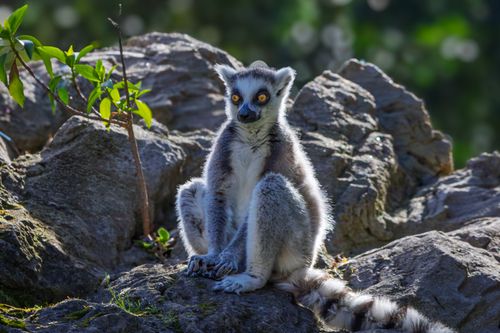 Free A ring-tailed lemur resting on sunlit rocks in a natural outdoor setting. Stock Photo