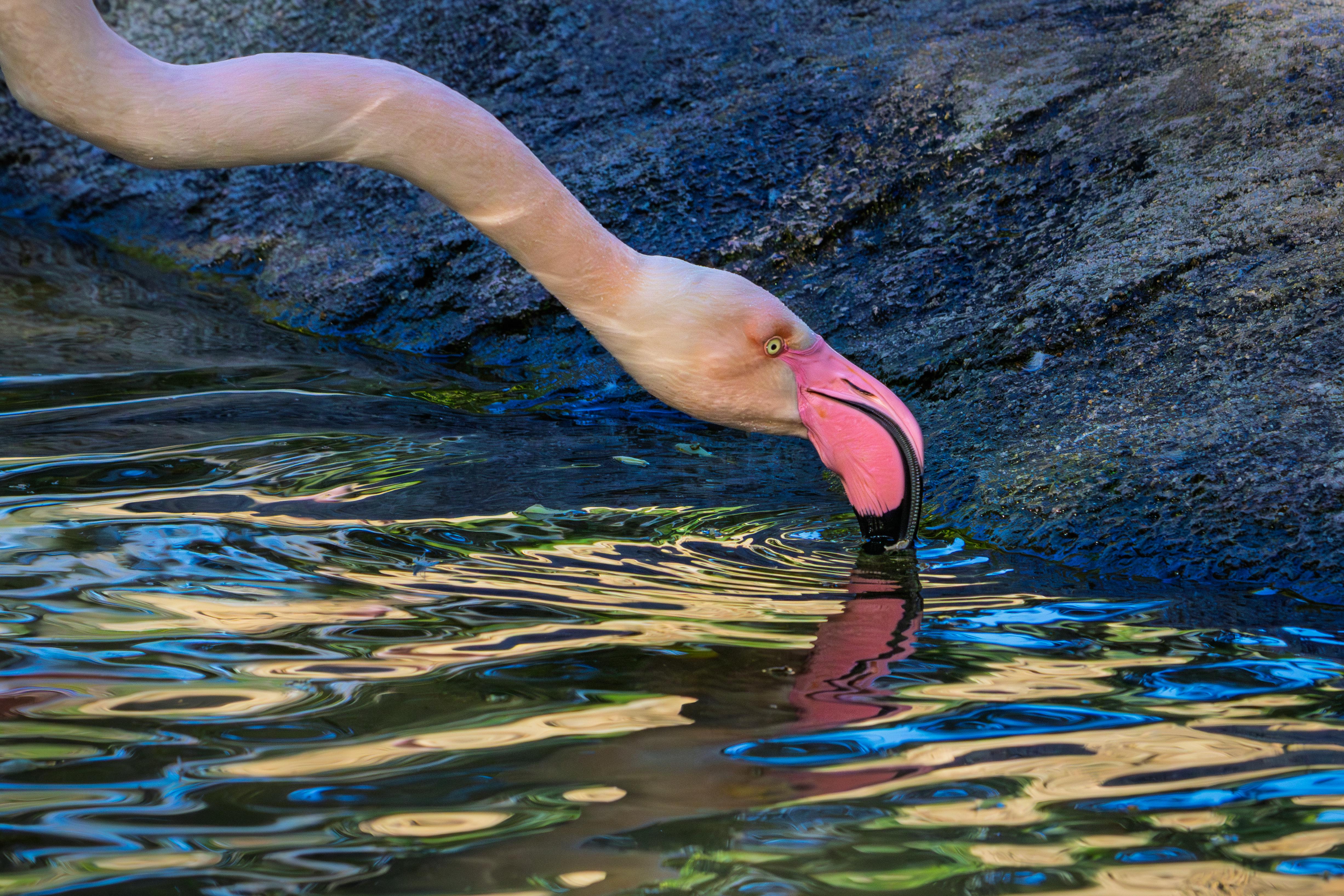 Gratis En fargerik flamingo dypper sin buede hals ned i det glitrende vannet og fanger et fredfylt øyeblikk. Arkivbilde