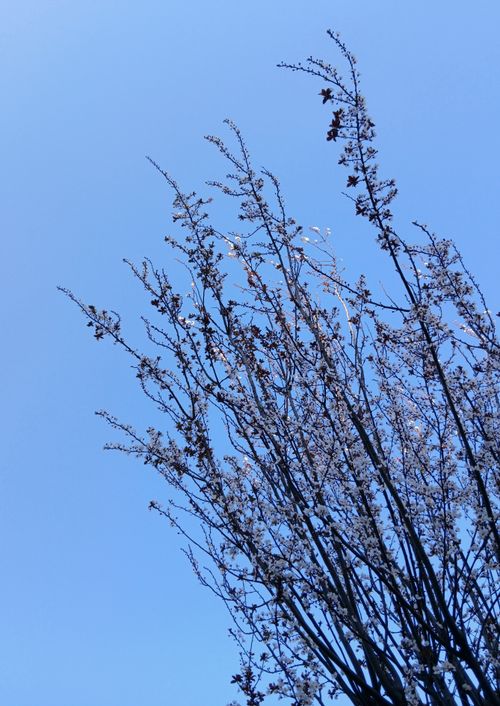 Free Beautiful blooming tree branches reaching towards a clear blue sky, capturing a serene spring moment. Stock Photo