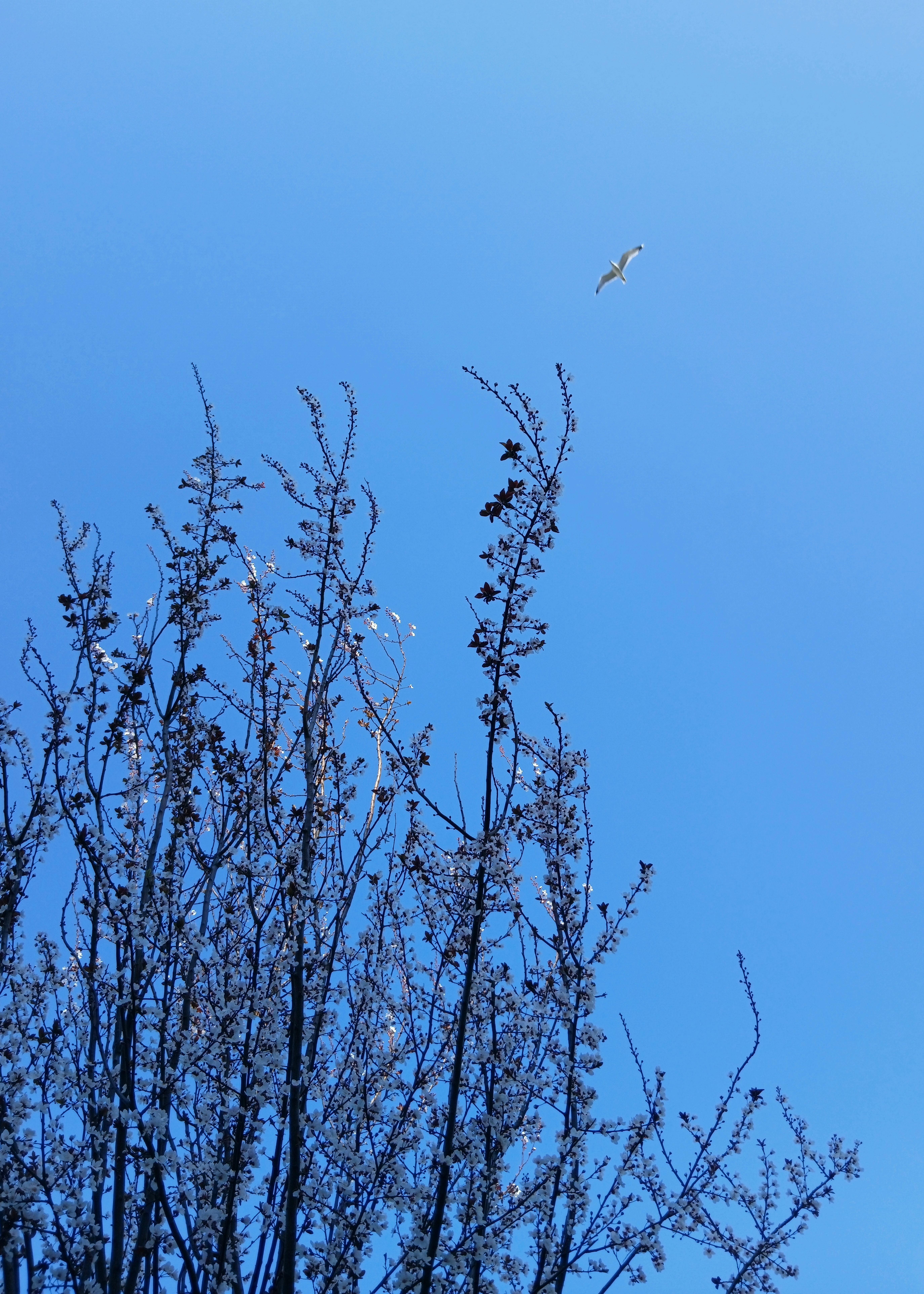 Gratis En fugl, der flyver over trægrene mod en klar blå himmel, taget med en Galaxy A16. Lagerfoto