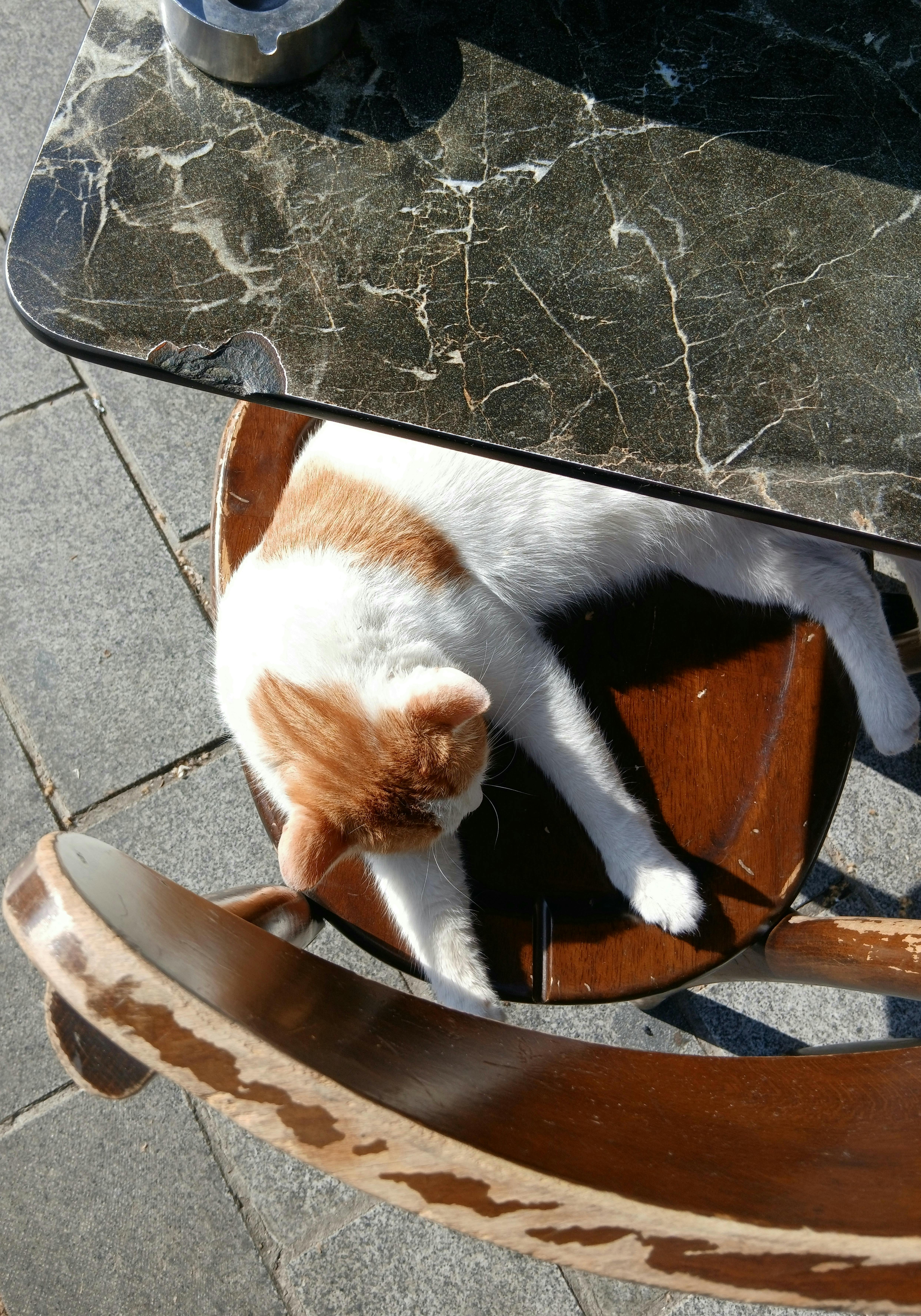 無料 猫が屋外の日当たりの良い大理石のテーブルの下で気持ちよさそうに休んでいる。 写真素材