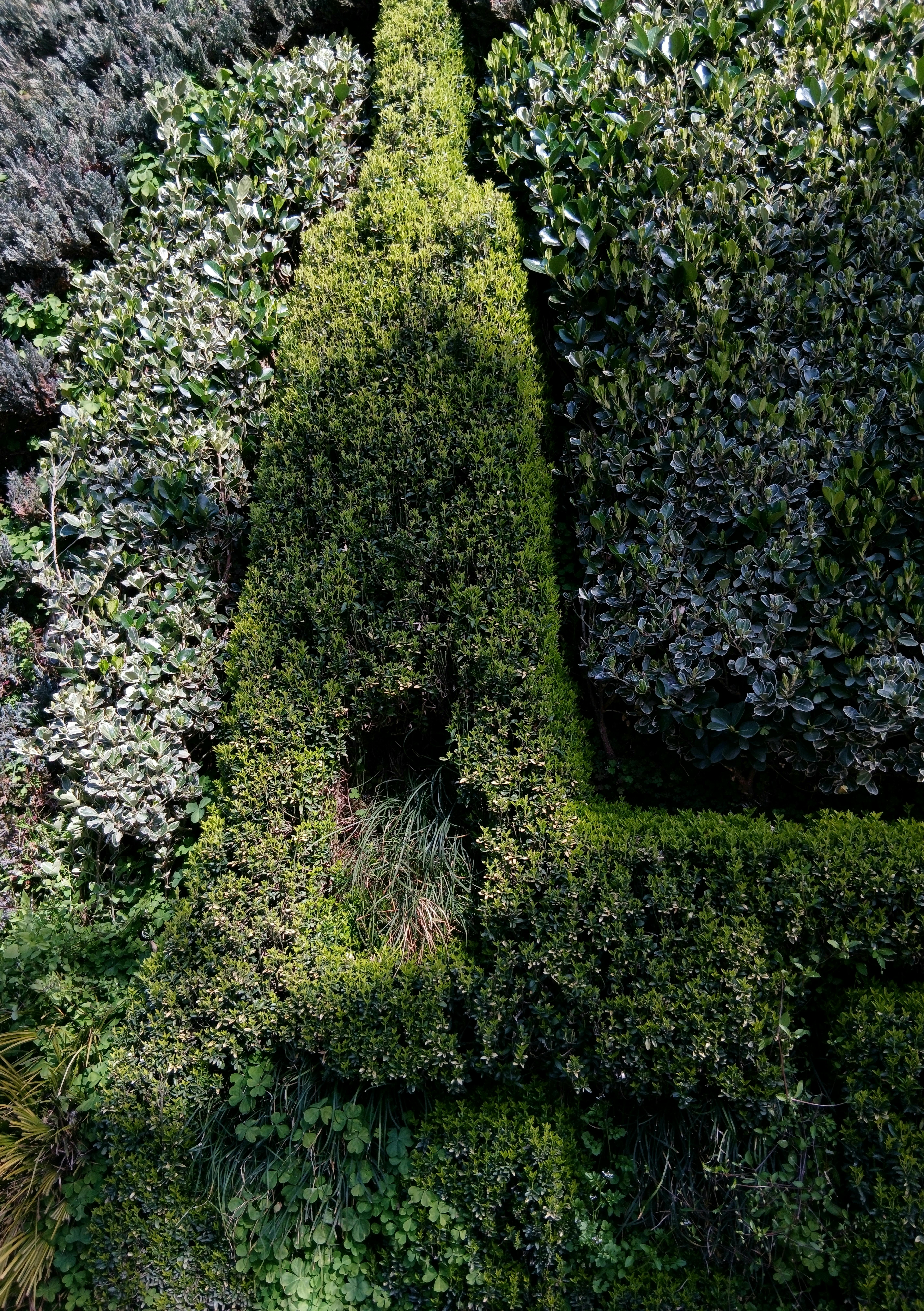 grátis Folhagem verde e plantas podadas no formato da Torre Eiffel. Foto profissional
