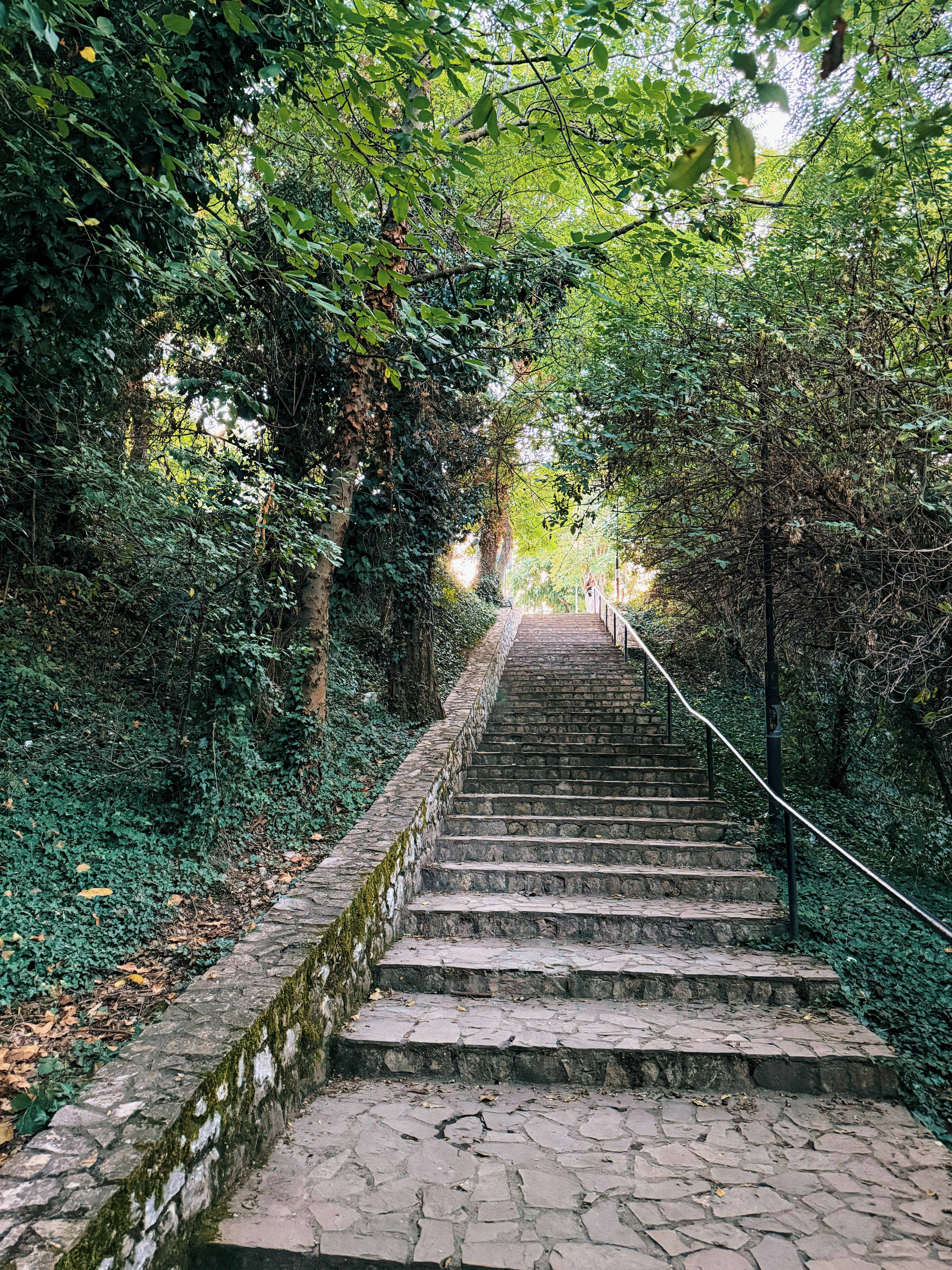 Gratis Una suggestiva scalinata in pietra che si snoda attraverso la vegetazione lussureggiante di una foresta albanese. Foto a disposizione