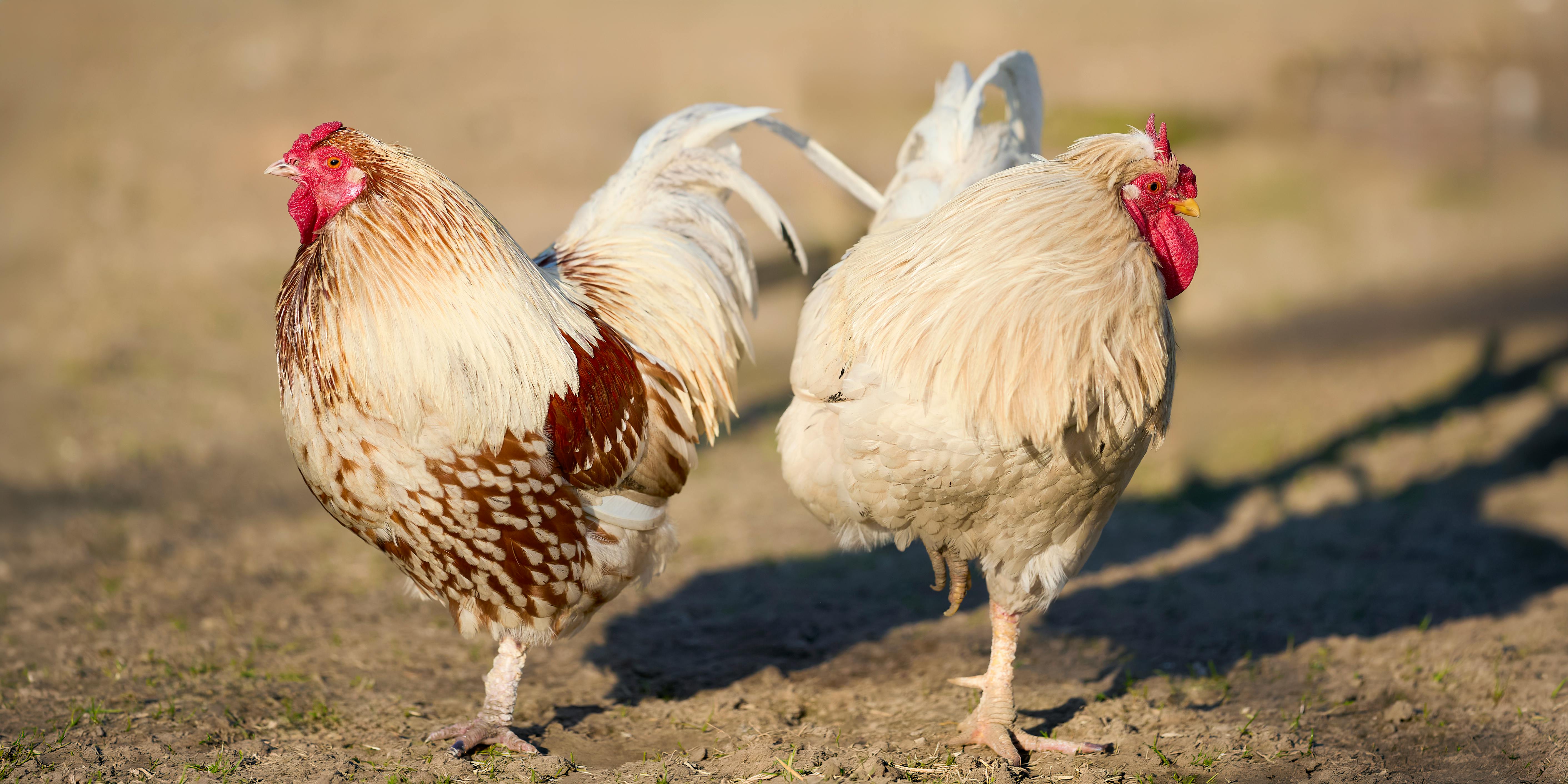 Gratis Due fieri galli si crogiolano al sole in una fattoria di campagna, sfoggiando un piumaggio sgargiante e una grazia naturale. Foto a disposizione