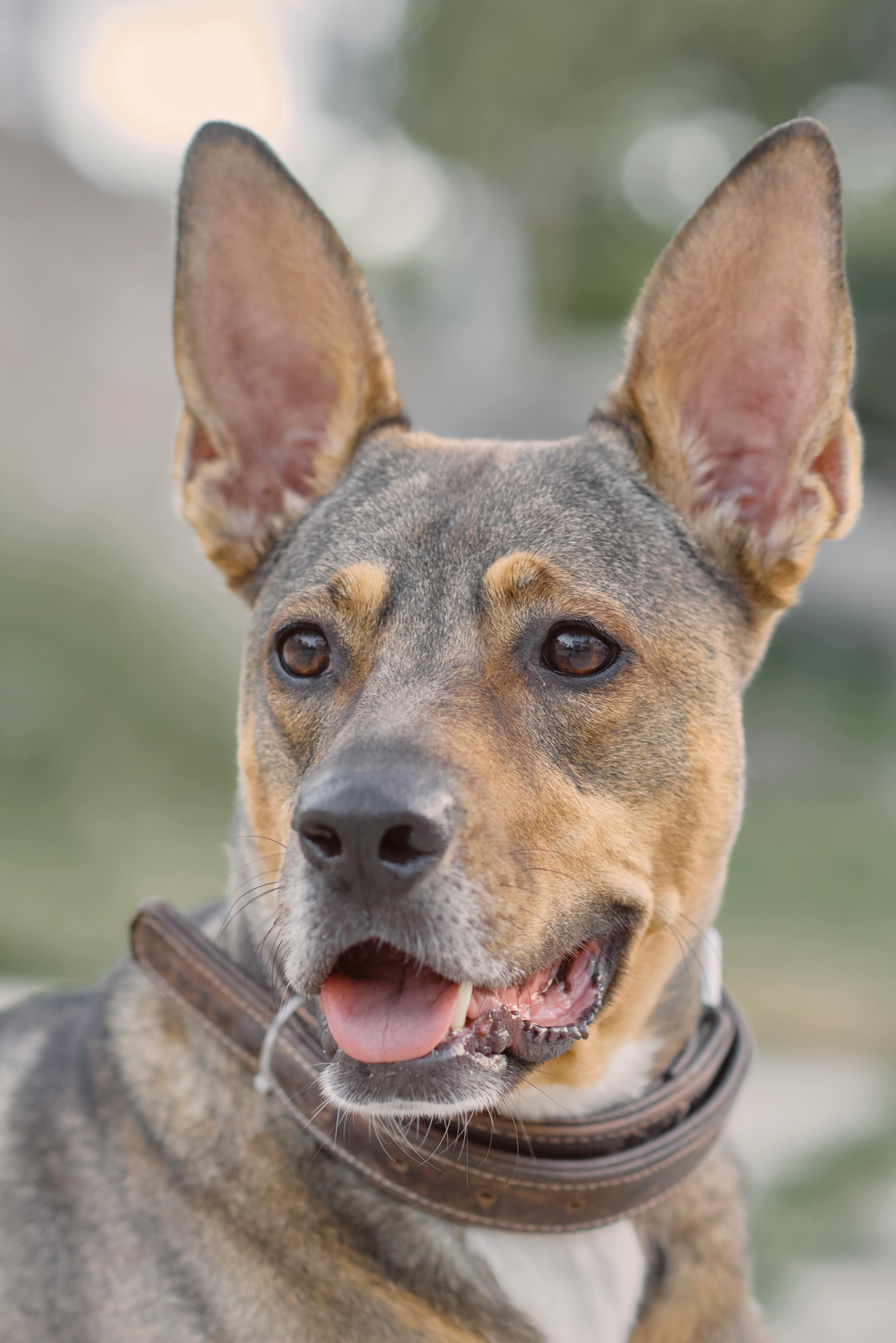 Gratis Adorabile ritratto ravvicinato di un cane felice con grandi orecchie e collare, all'aperto. Foto a disposizione