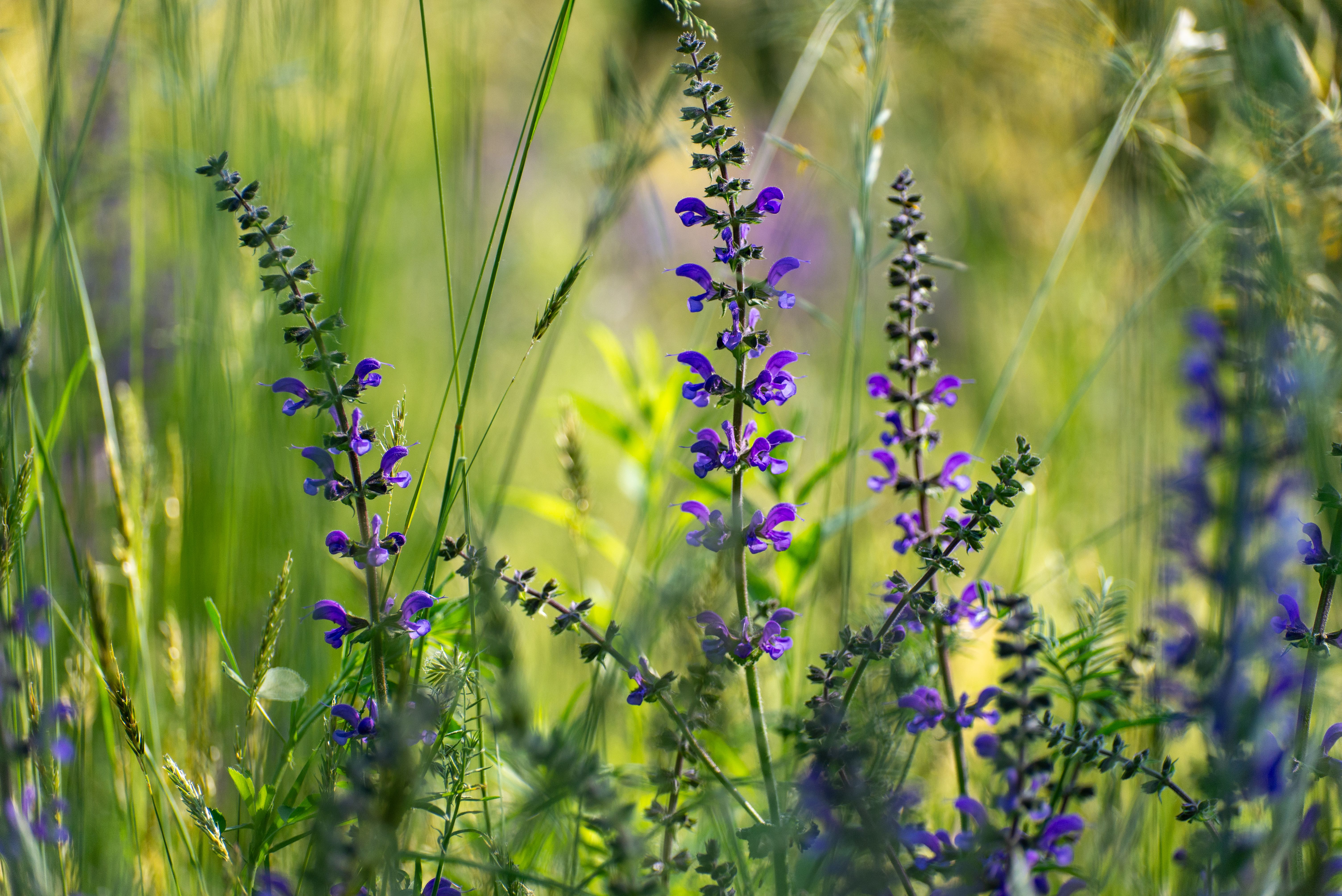 Close-up of Purple Wildflowers in a Sunny Meadow · Free Stock Photo