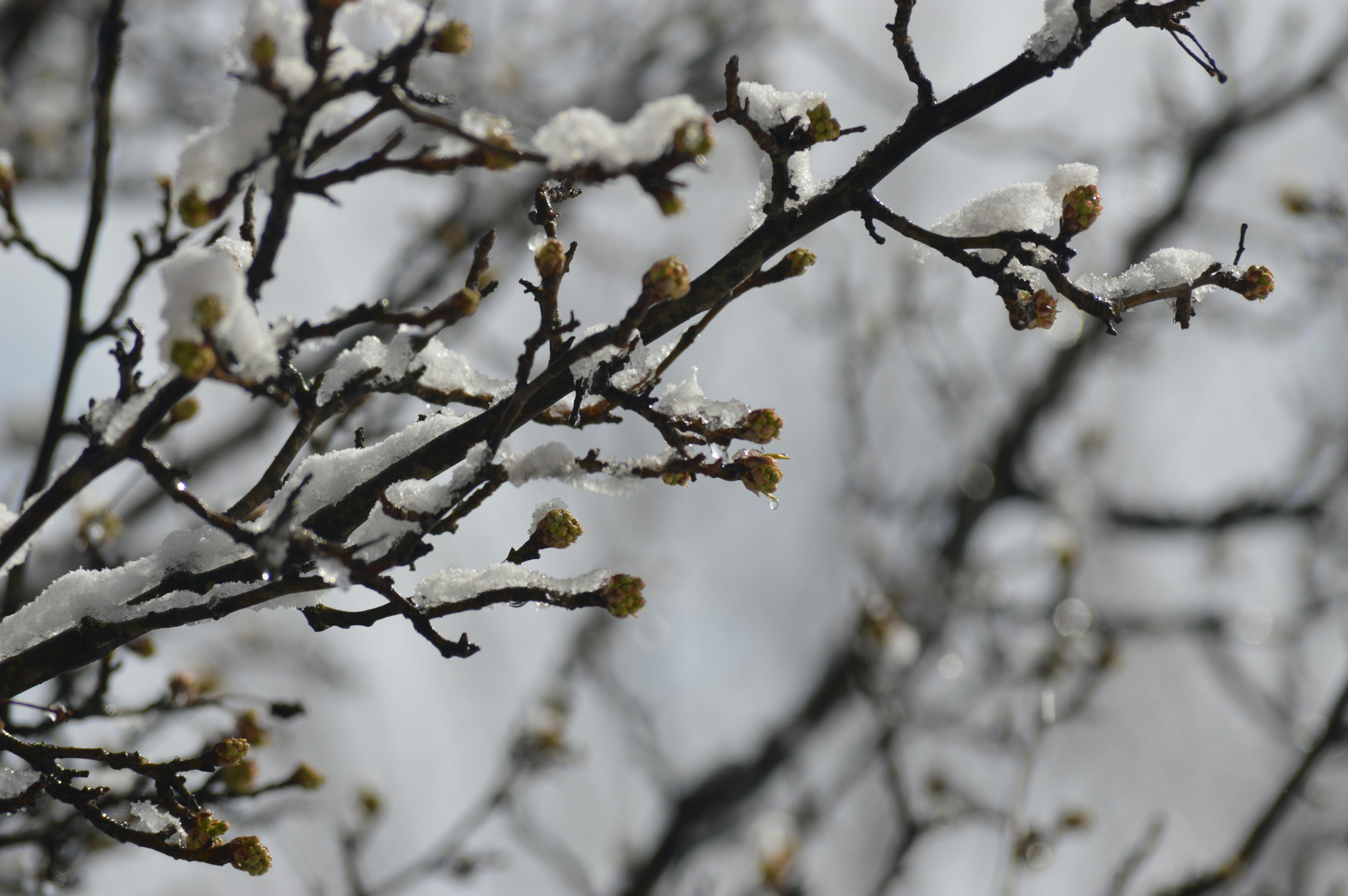Free stock photo of Beginning of Spring, Melting Snow