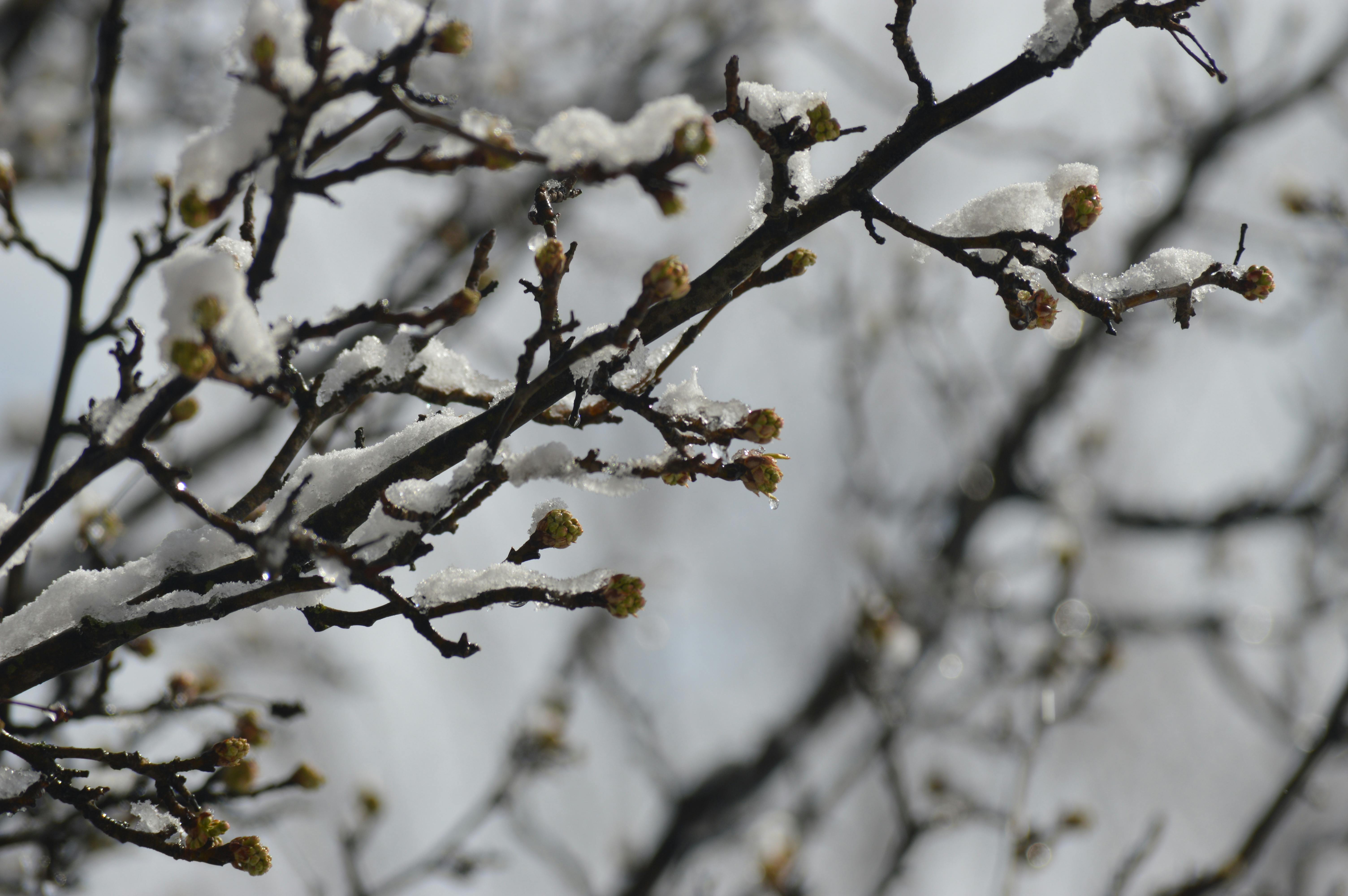 春の初め 雪解けの無料の写真素材