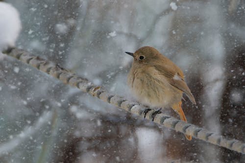 Photos gratuites de hiver, nature, oiseau