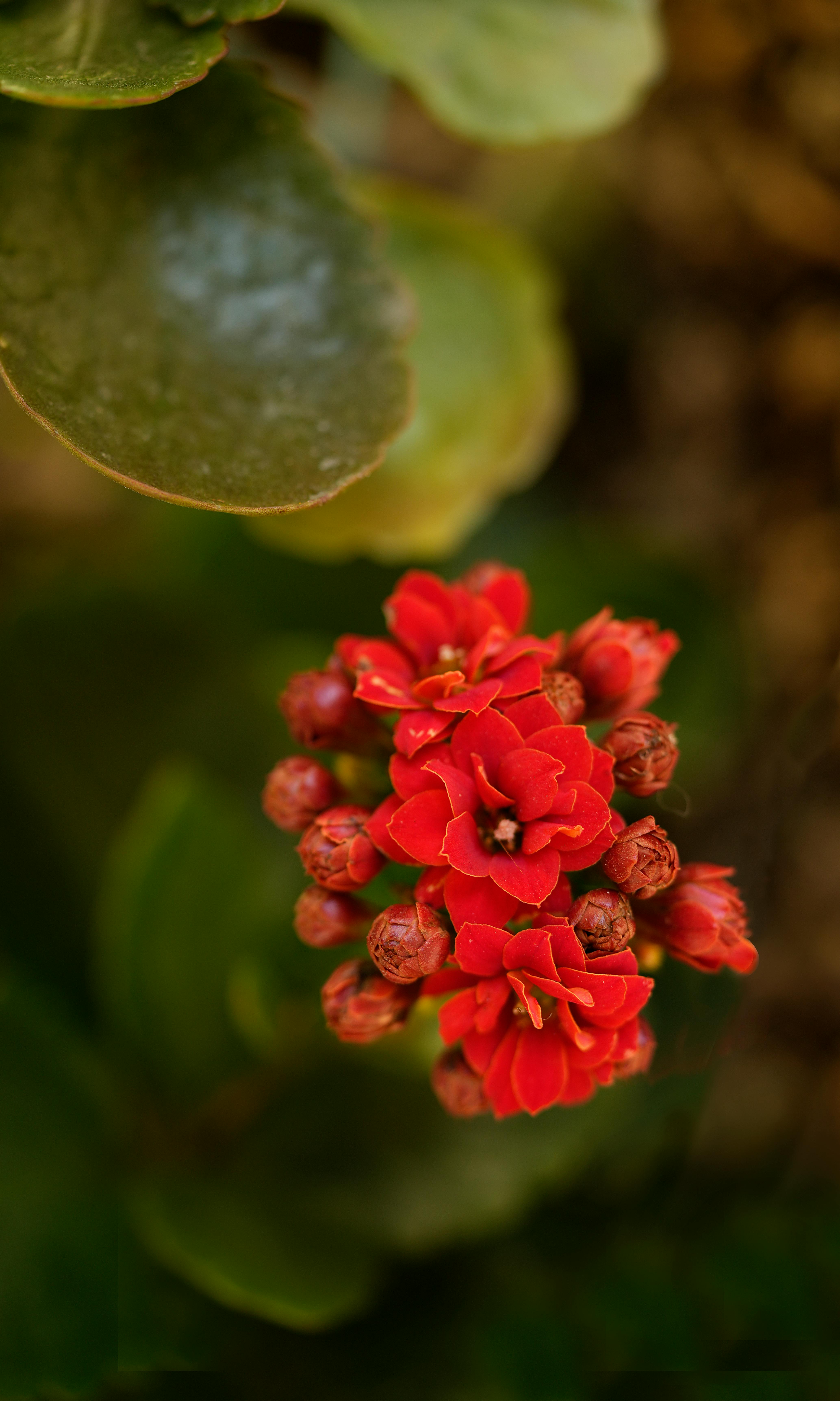 Gratis Fiori di Kalanchoe di un rosso acceso in piena fioritura, circondati da rigogliose foglie verdi. Foto a disposizione