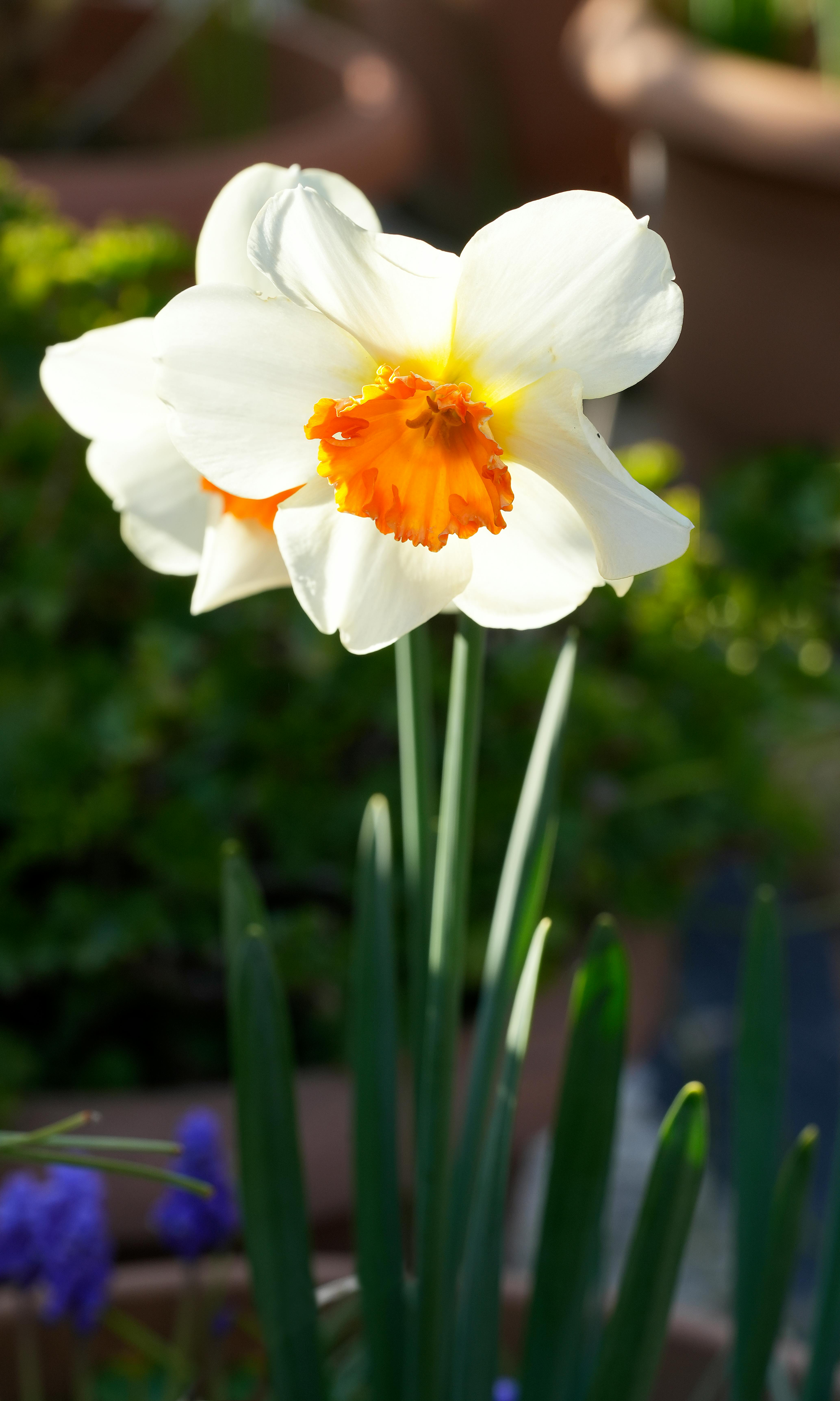 Gratis Un vibrante fiore di narciso bianco e arancione sboccia in un giardino all'aperto. Foto a disposizione
